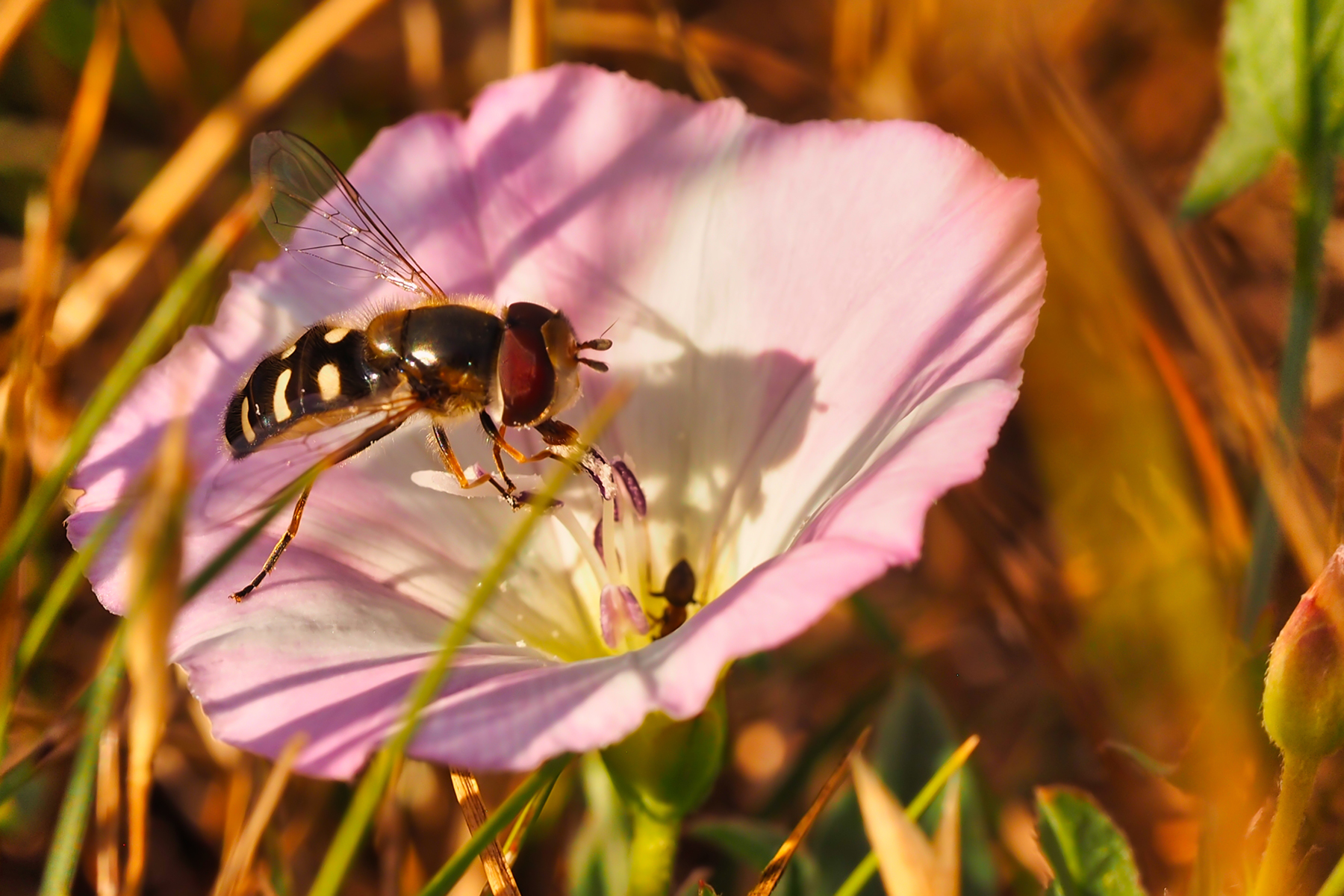 Blasenköpfige Schwebfliege (Scaeva pyrastri)