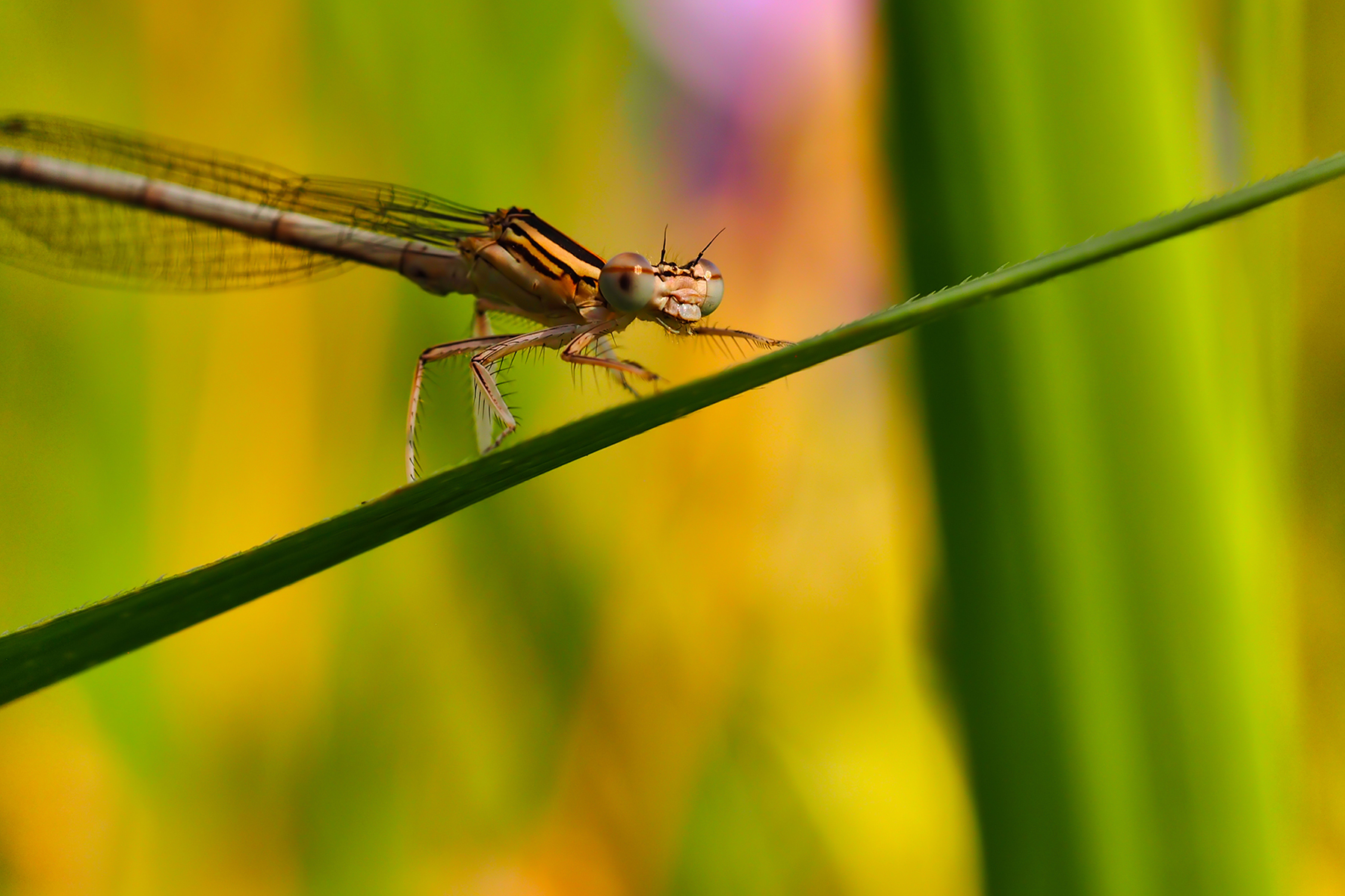 Blaue Federlibelle f. (Platycnemis pennipes)