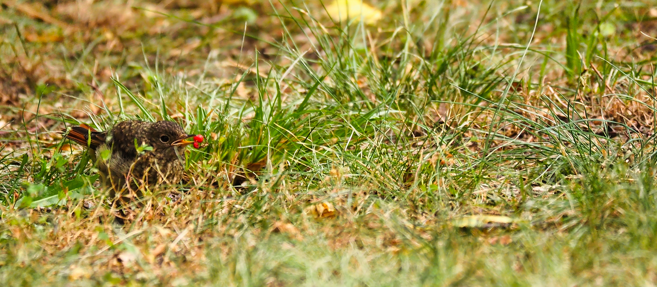 Gartenrotschwanz juvenil (Phoenicurus phoenicurus)