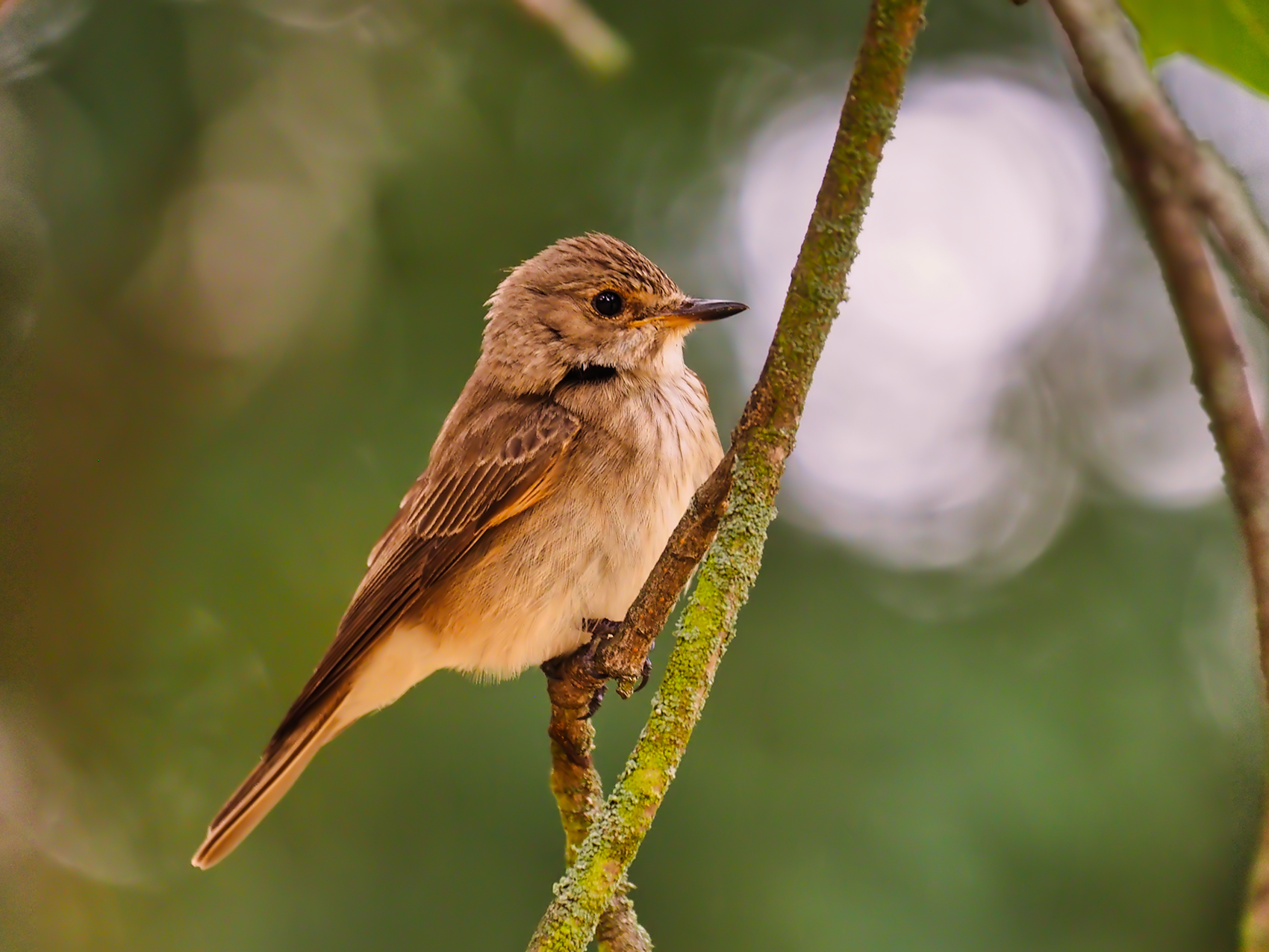 Grauschnäpper05 (Muscicapa striata)