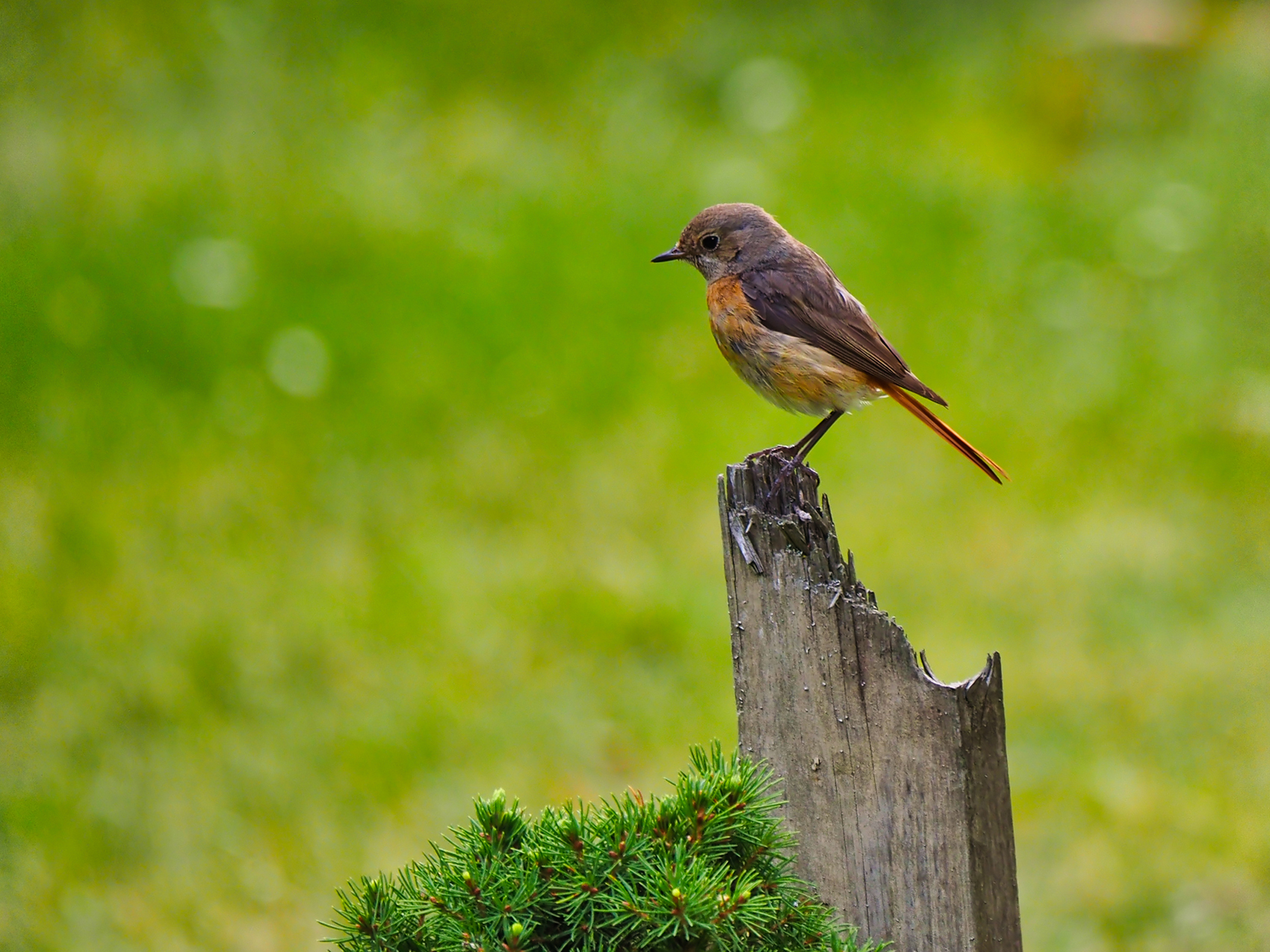 Gartenrotschwanz02 (Phoenicurus phoenicurus)