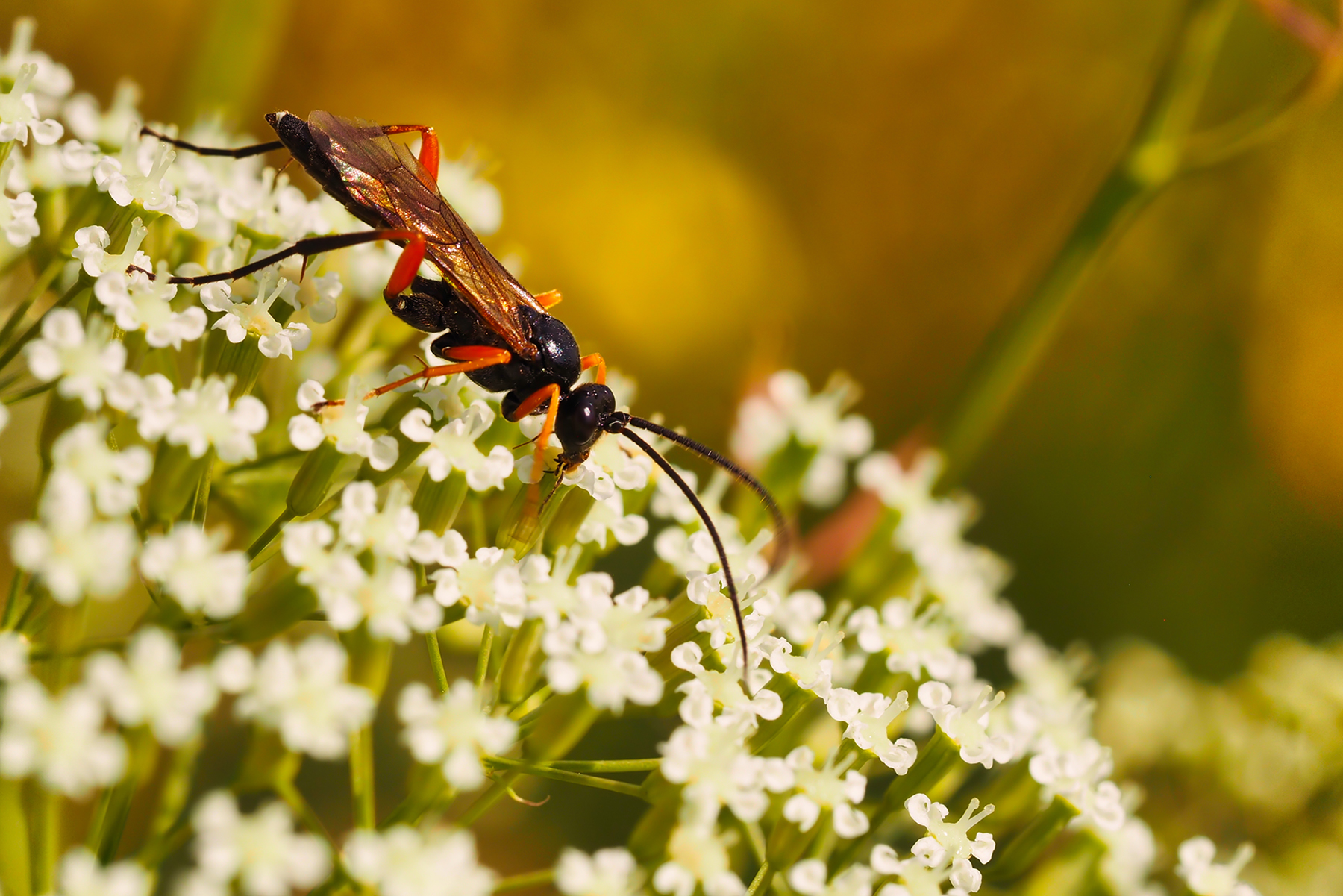 Schlupfwespe (Dolichomitus imperator)