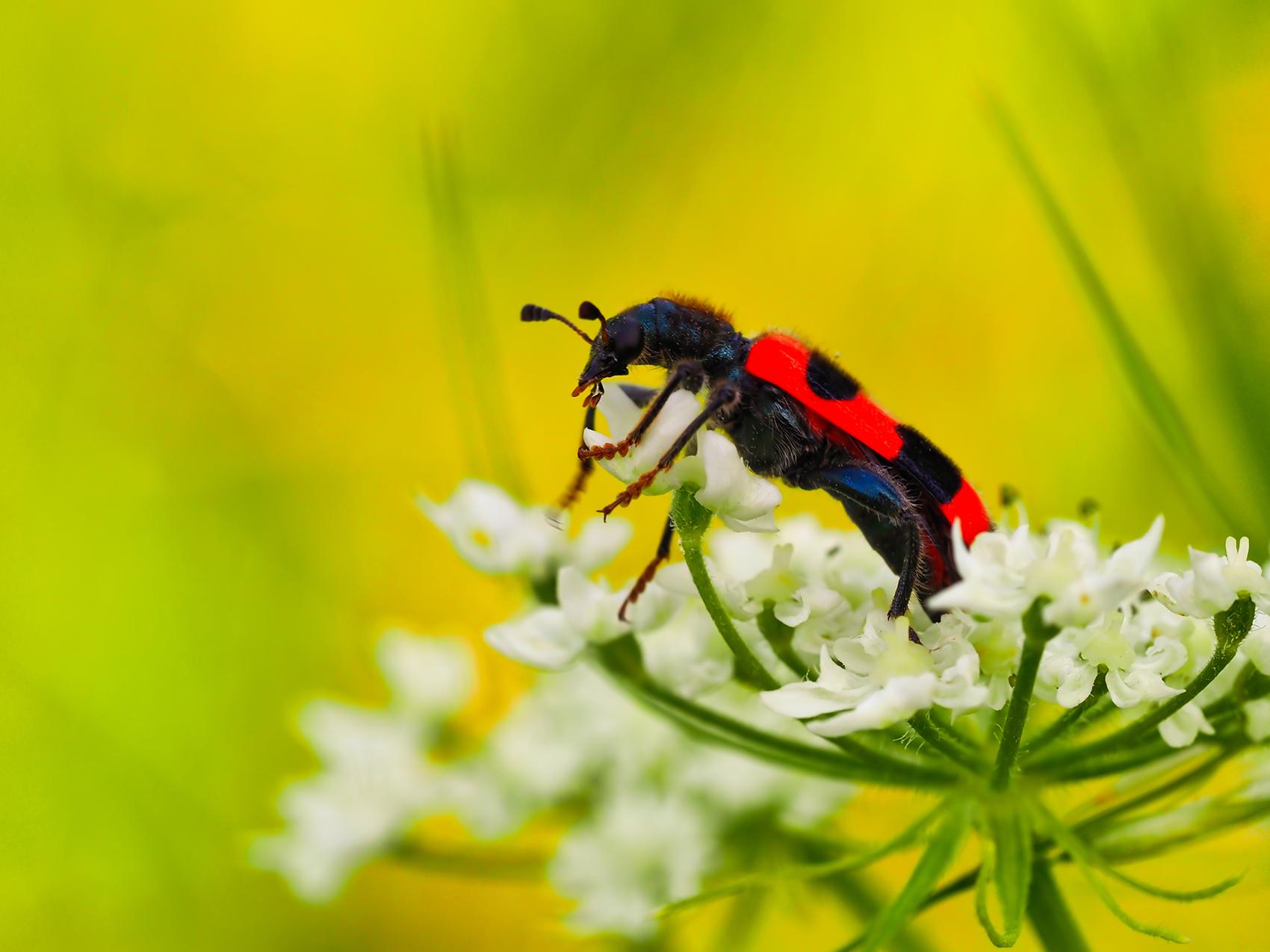 Gemeiner Bienenkäfer (Trichodes apiarius)