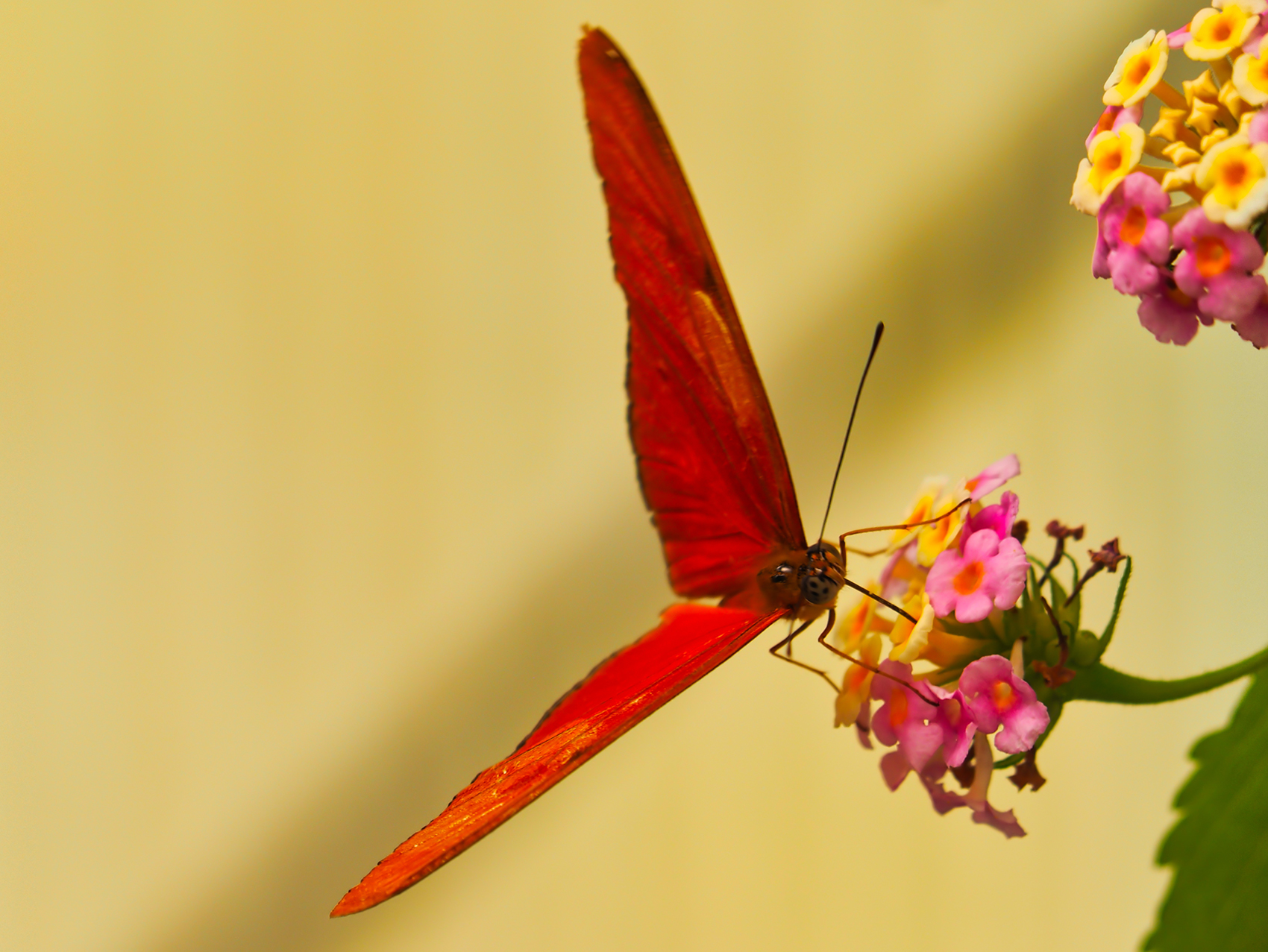 Julia-Falter (Dryas iulia)