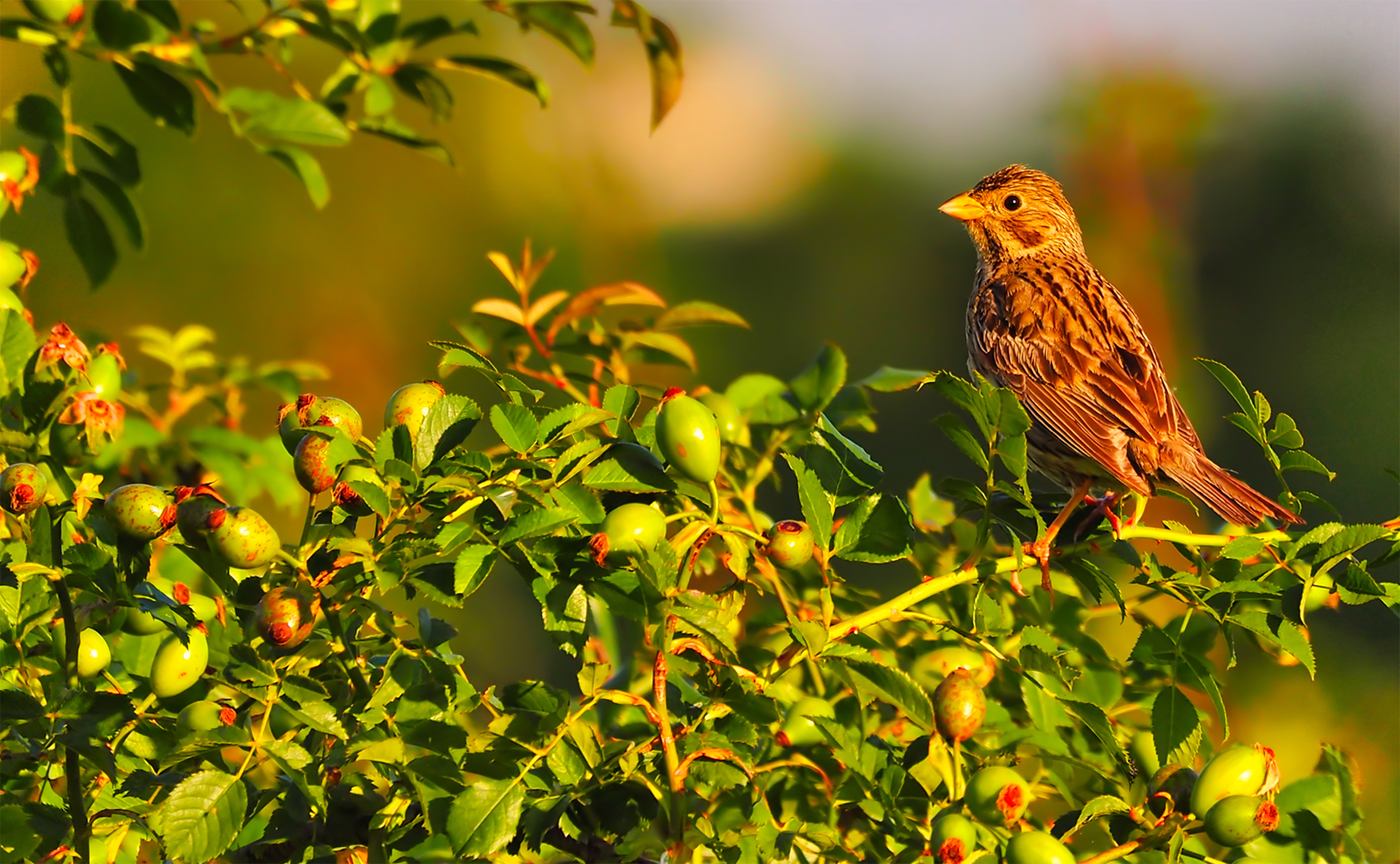 Ortolan (Emberiza hortulana)