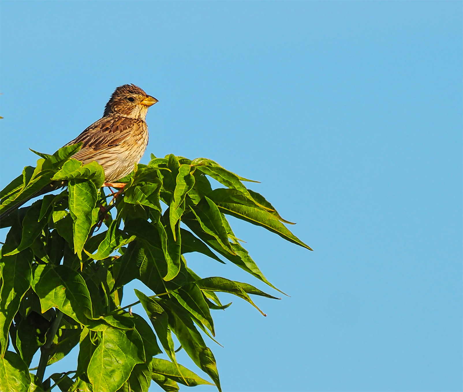 Grauammer01 (Emberiza calandra)