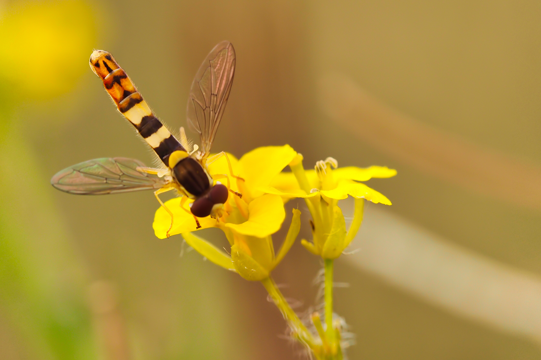 Gemeine Stiftschwebfliege (Sphaerophoria scripta)