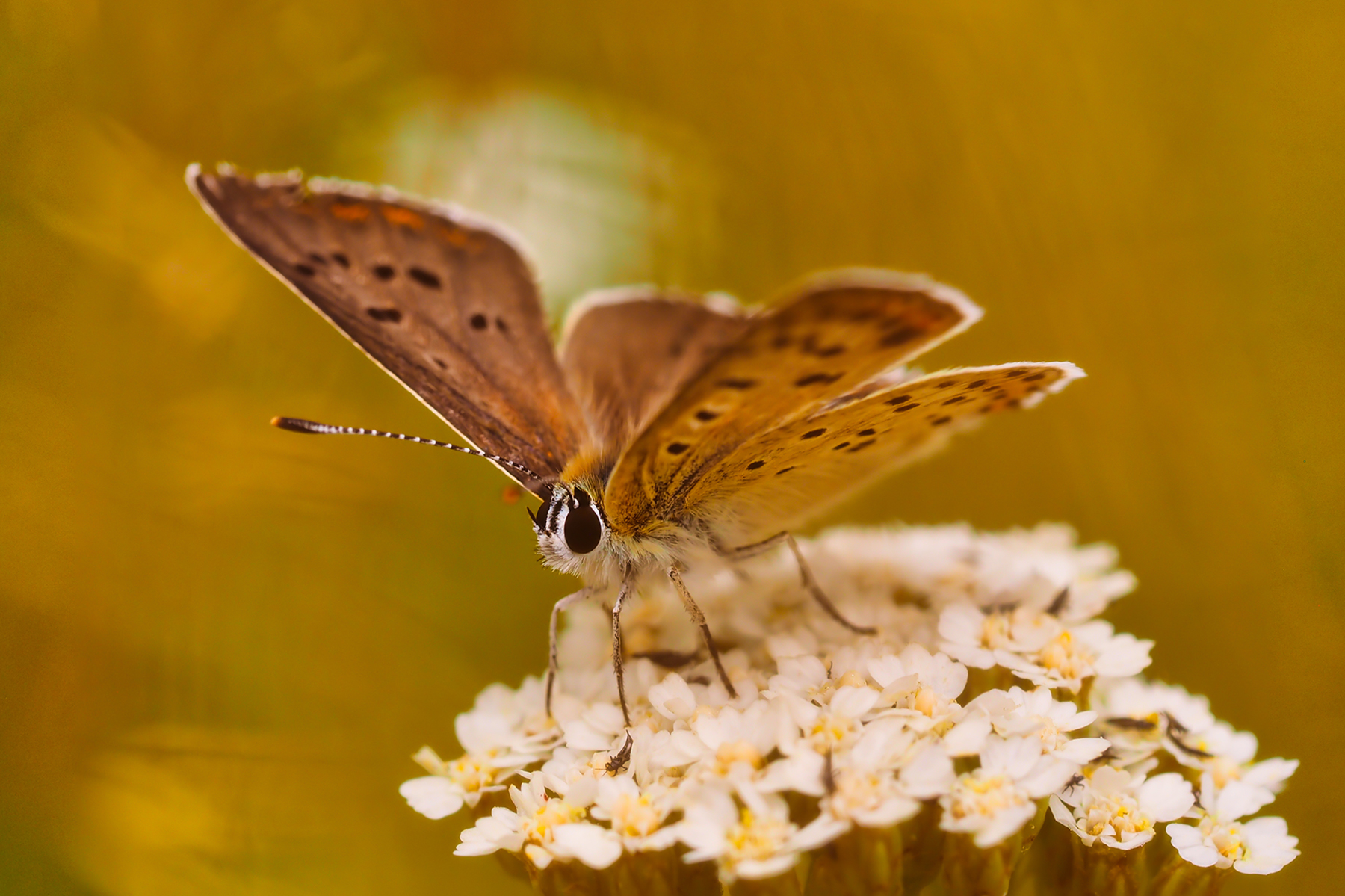 Brauner Feuerfalter (Lycaena tityrus)