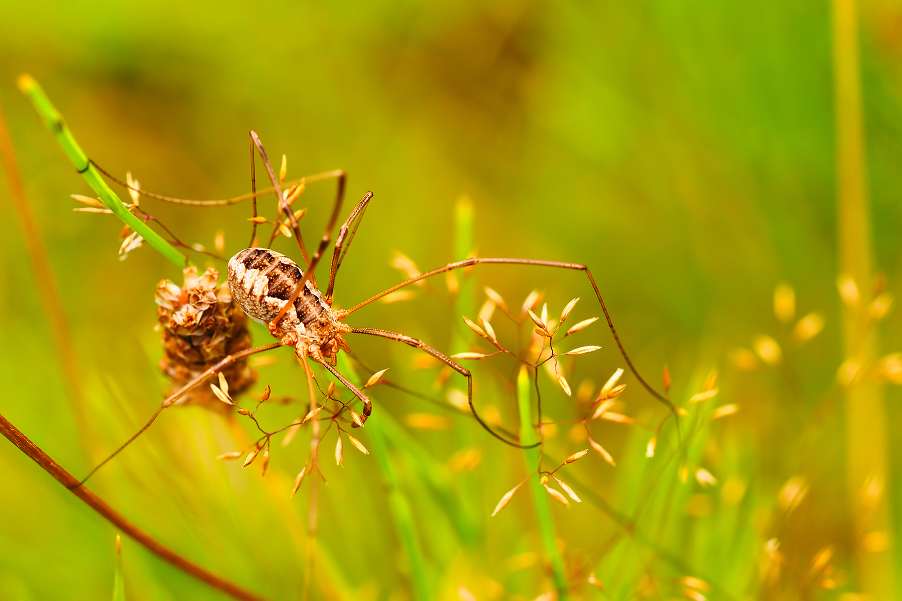 Gemeiner Weberknecht (Phalangium opilio)