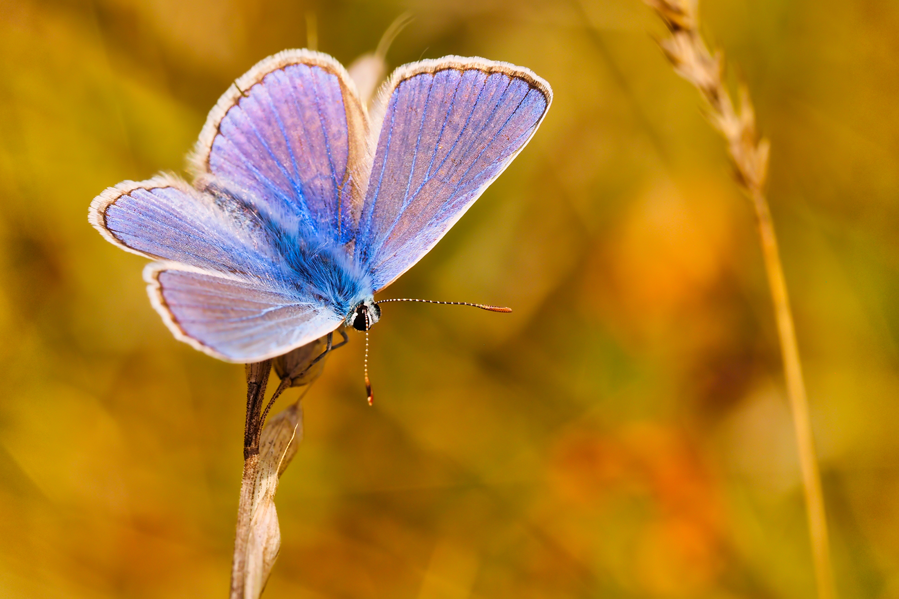 Hauhechelbläuling02 (Polyommatus icarus)