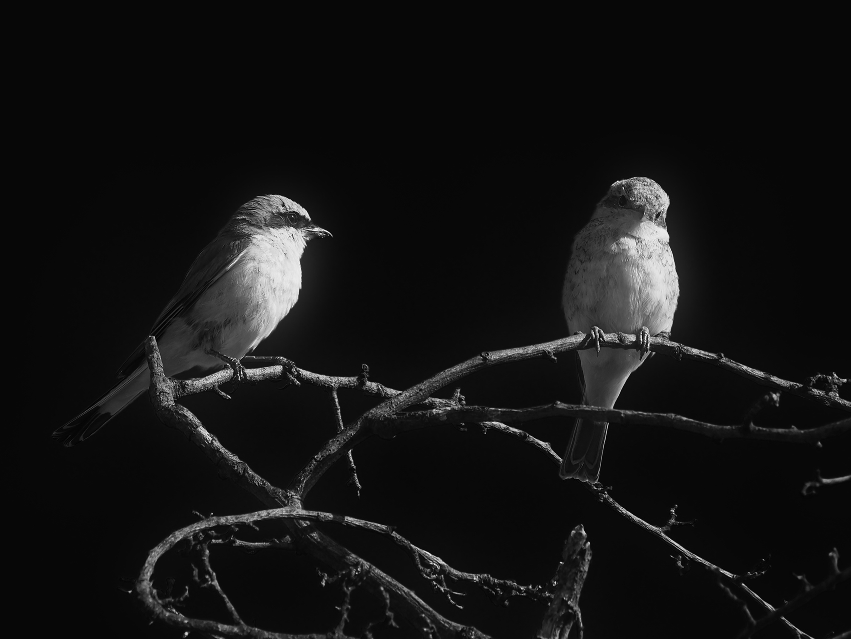 Neuntöter m. und juvenil (Lanius collurio)