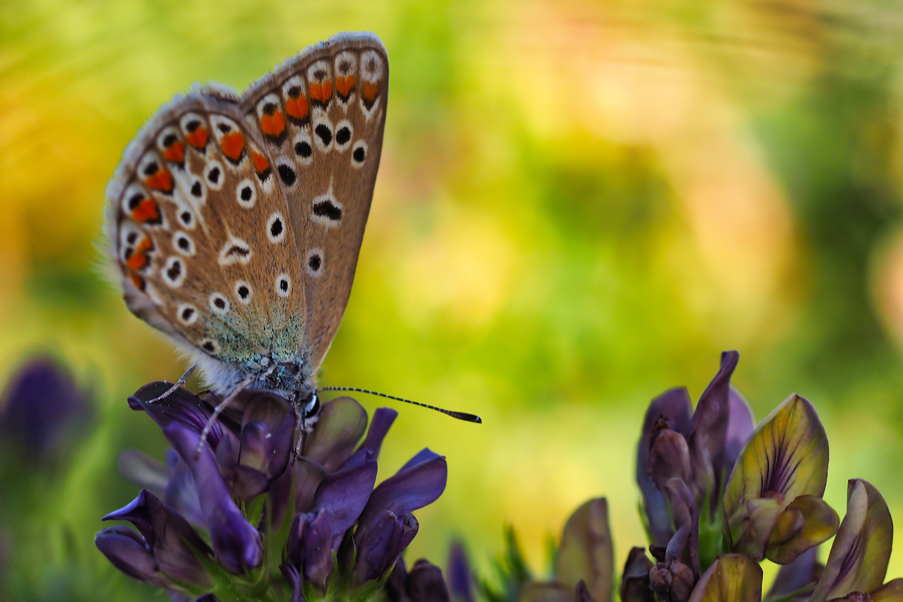 Hauhechelbläuling01 (Polyommatus icarus)