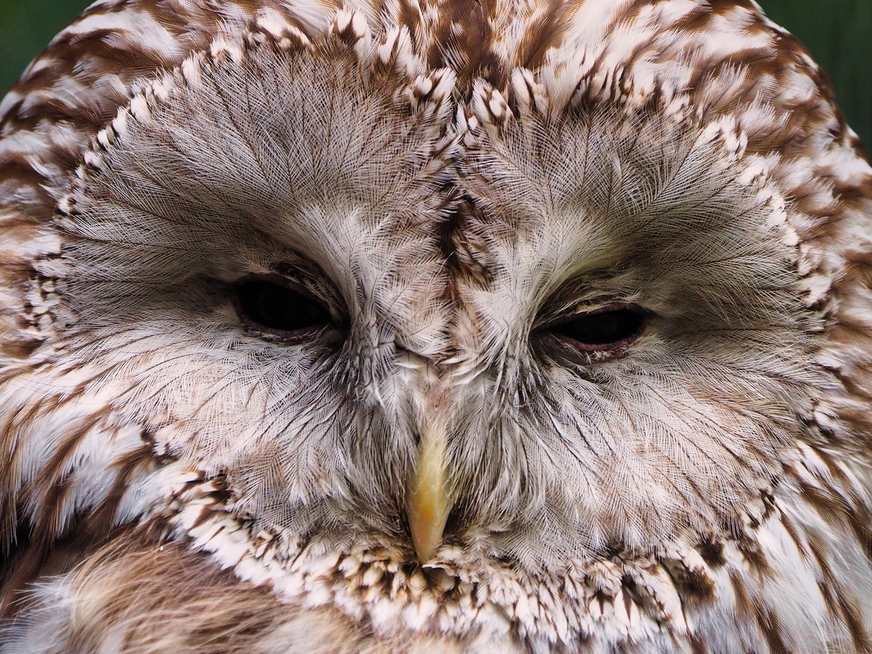 Habichtskauz Porträt (Strix uralensis)