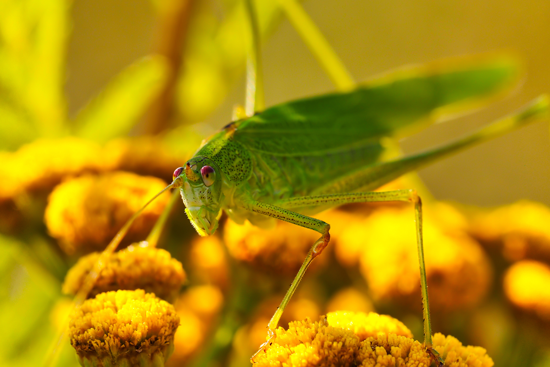 Punktierte Zartschrecke (Leptophyes punctatissima)