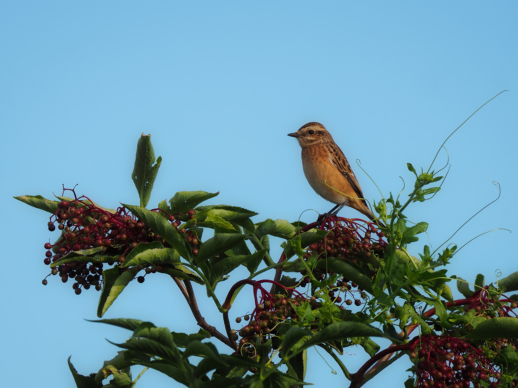 Braunkehlchen (Saxicola rubetra)