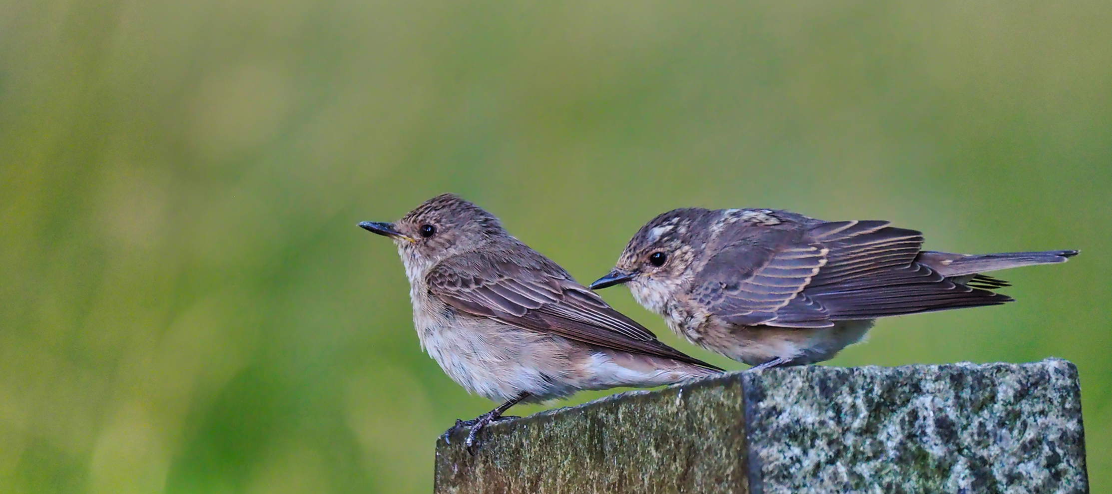 Grauschnäpper-Panorama (Muscicapa striata)