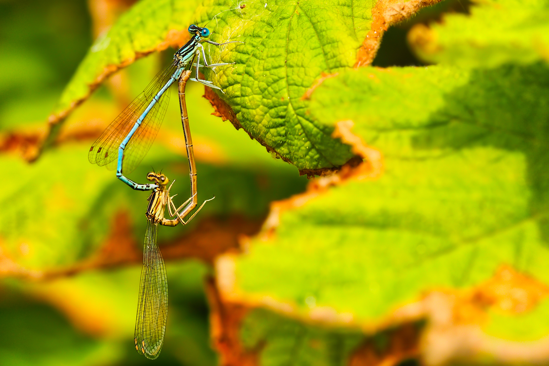 Blaue Federlibelle Paar (Platycnemis pennipes)