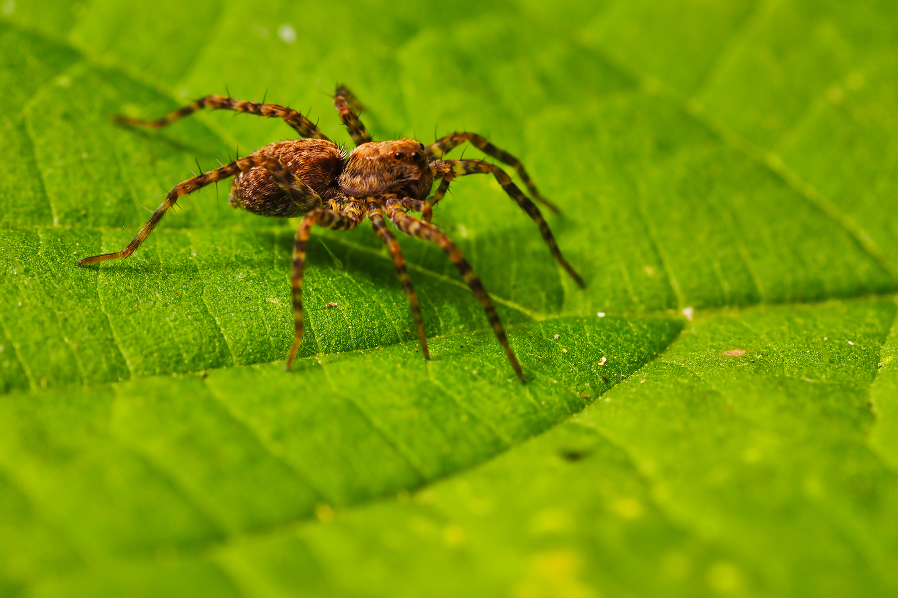 Dunkle Wolfsspinne01 (Pardosa amentata)