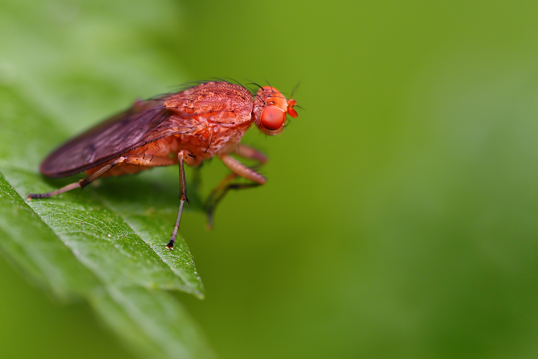 Scheufliege (Suillia quinquepunctata)