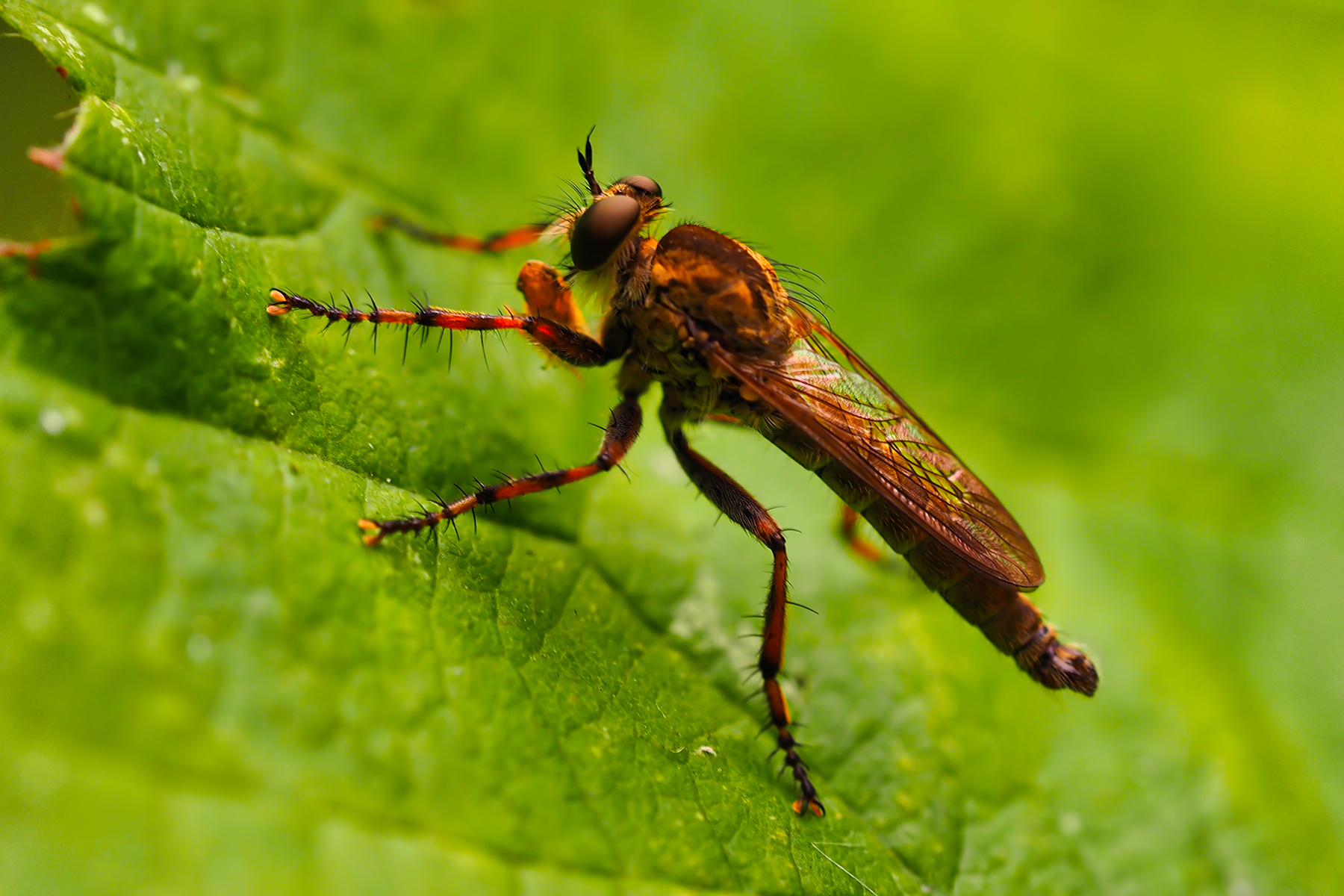 Burschen-Raubfliege(Tolmerus cingulatus)