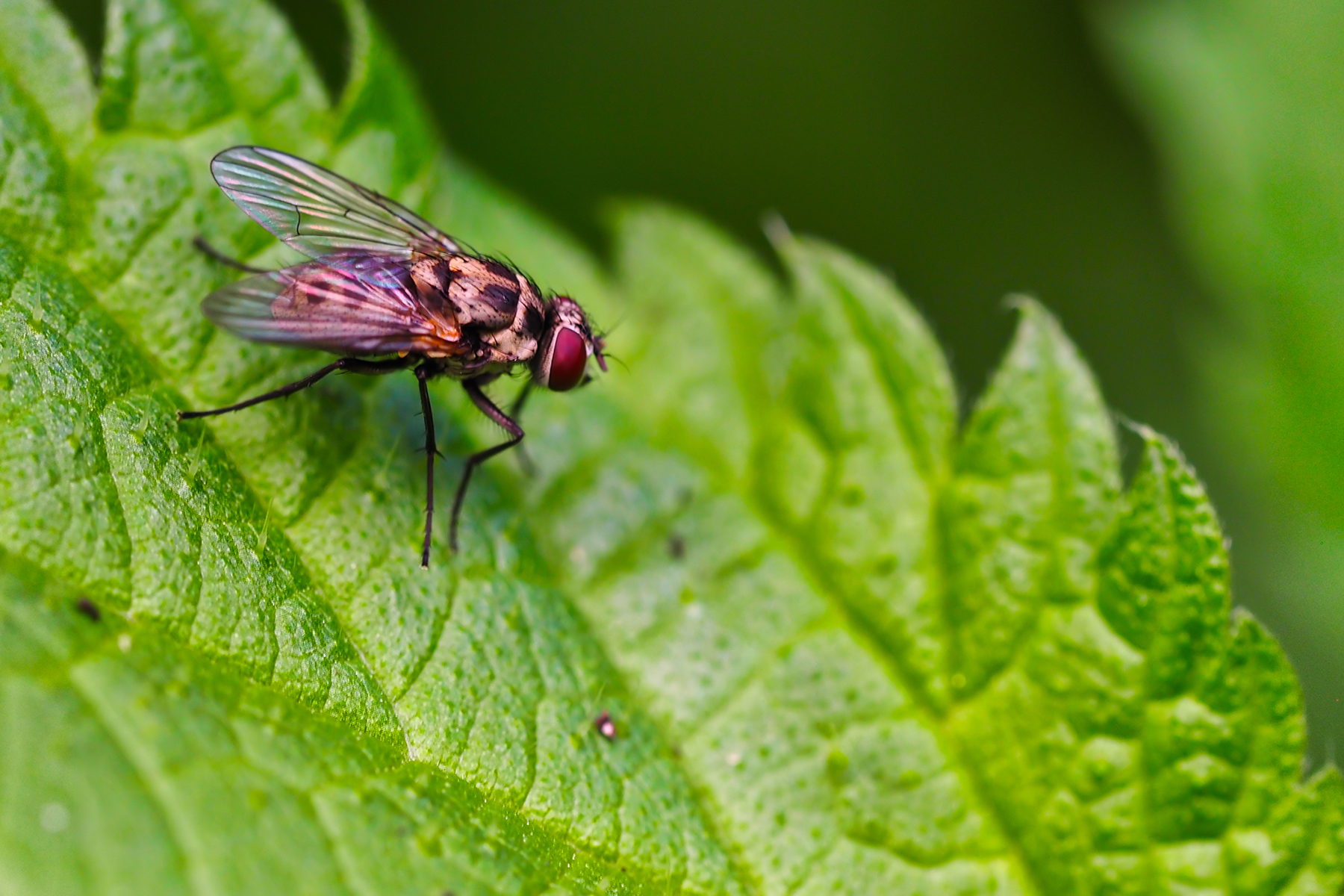 Echte Fliege (Graphomya minor)