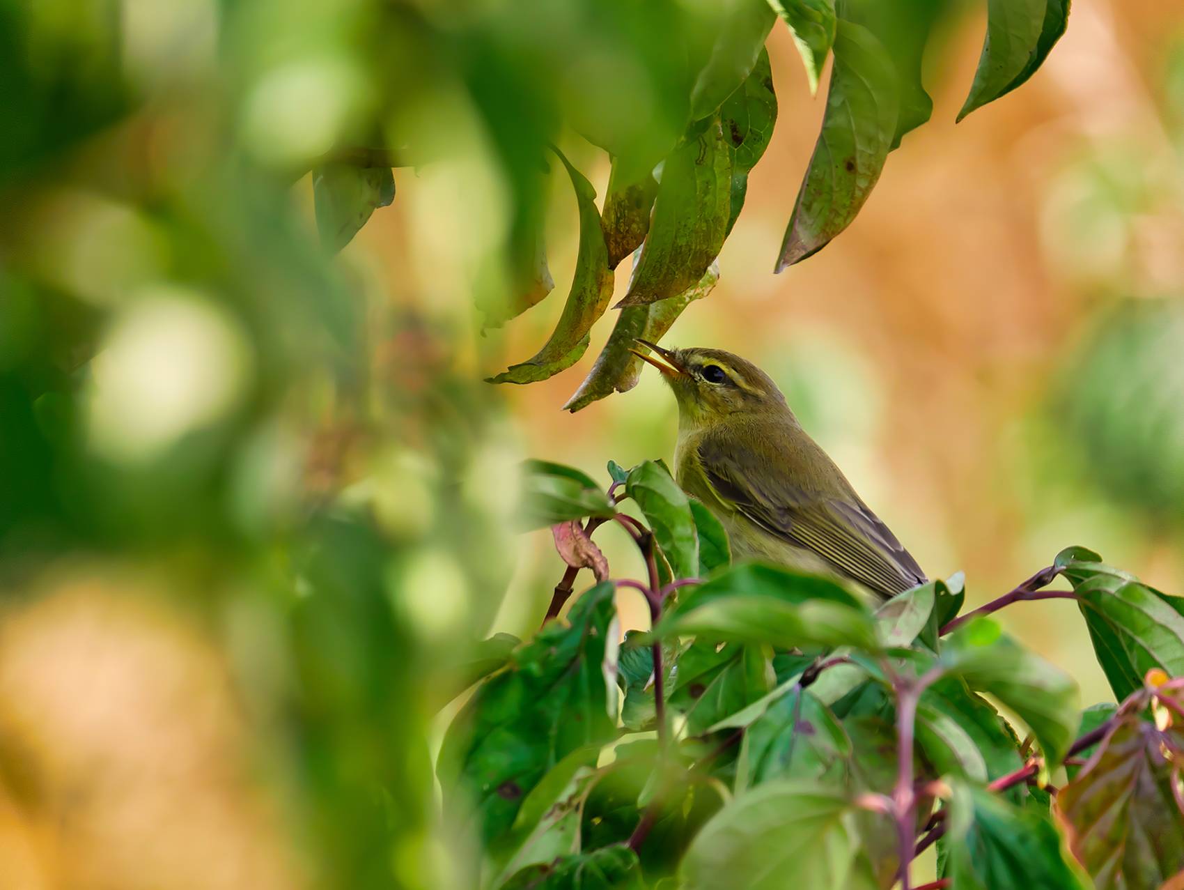 Fitis02 (Phylloscopus trochilus)