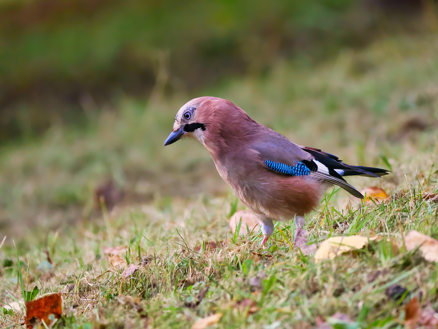 Eichelhäher02 (Garrulus glandarius)