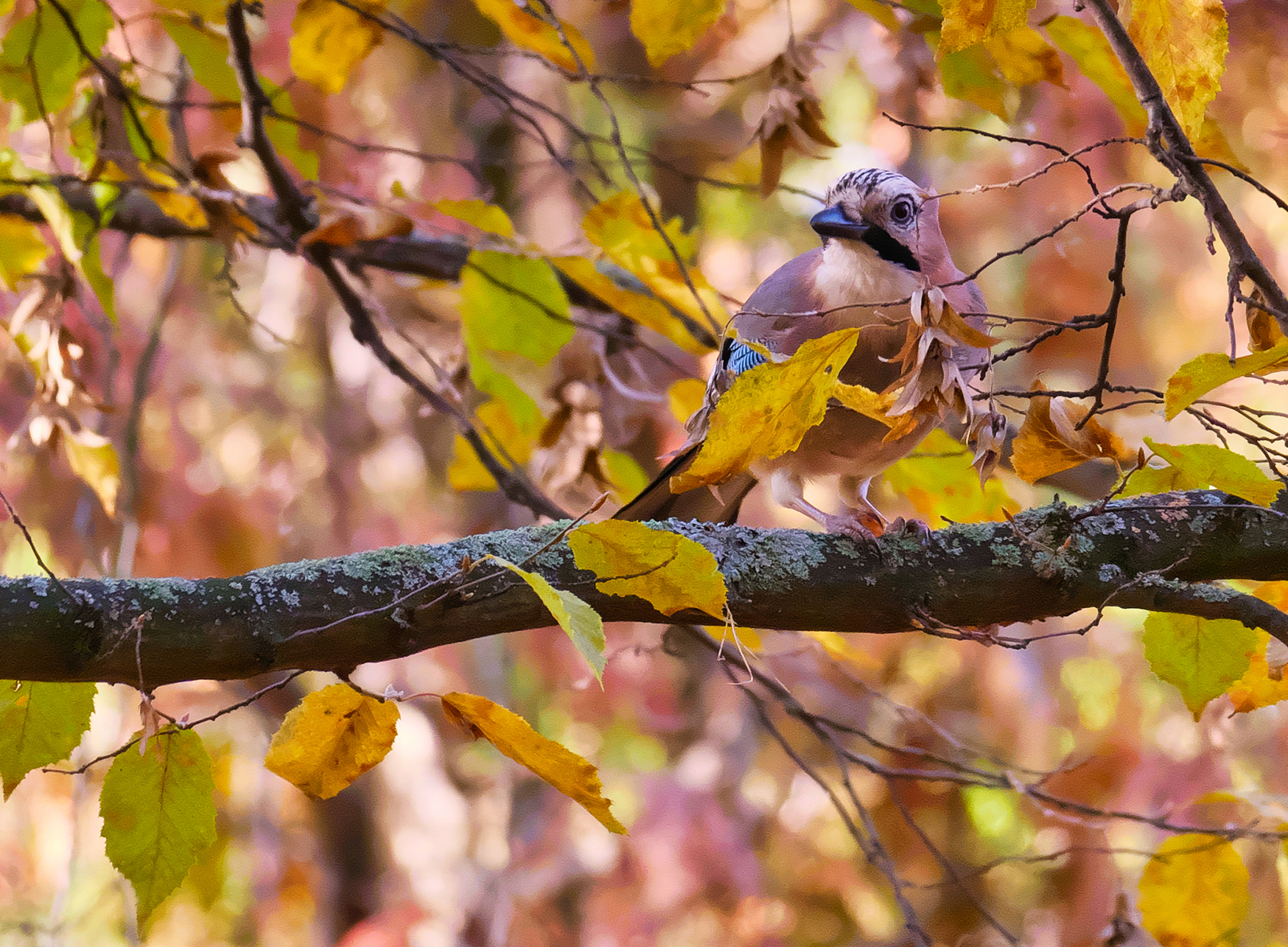 Eichelhäher03 (Garrulus glandarius)