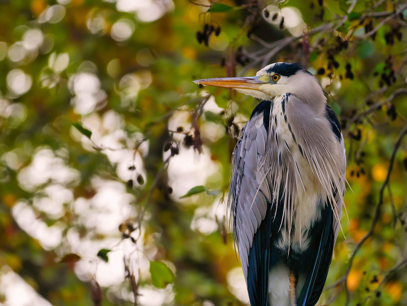 Graureiher10 (Ardea cinerea)