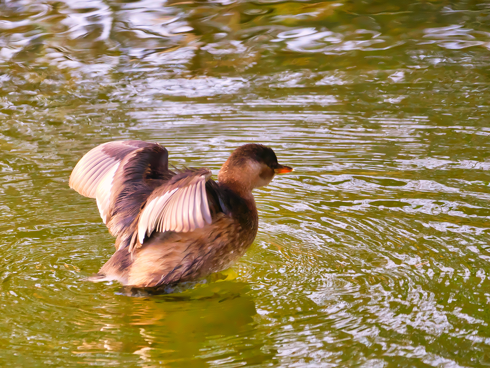 Zwergtaucher02 (Tachybaptus ruficollis)