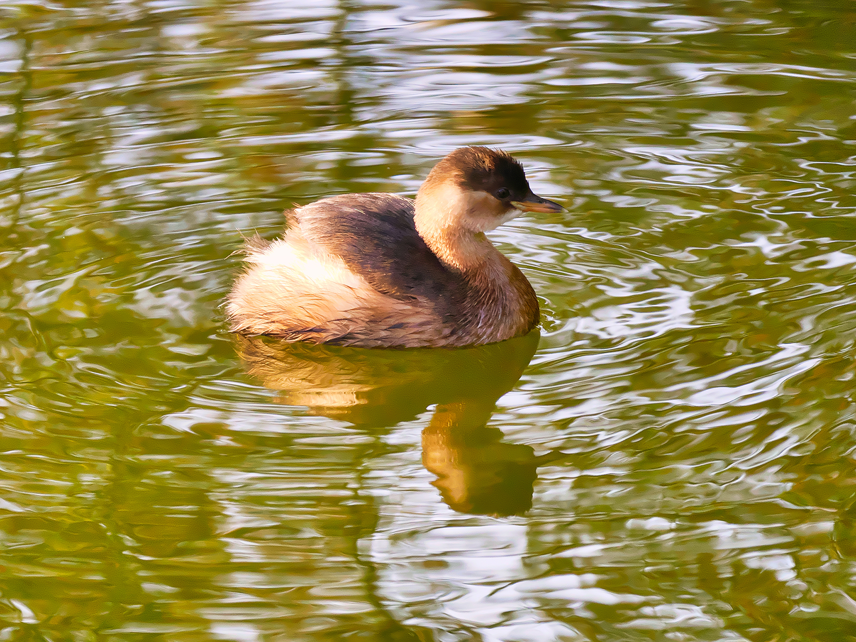 Zwergtaucher01 (Tachybaptus ruficollis)