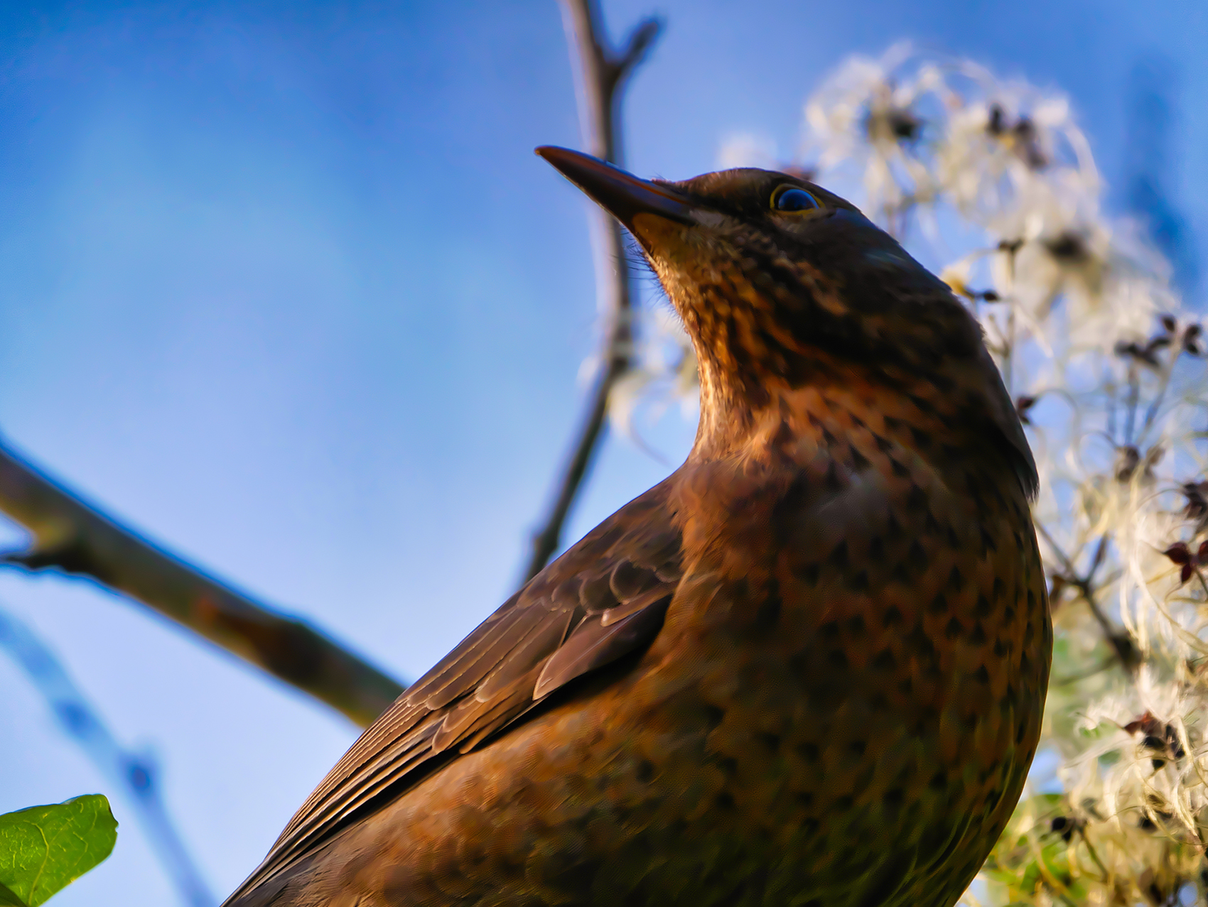 Amsel f.02 (Turdus merula)