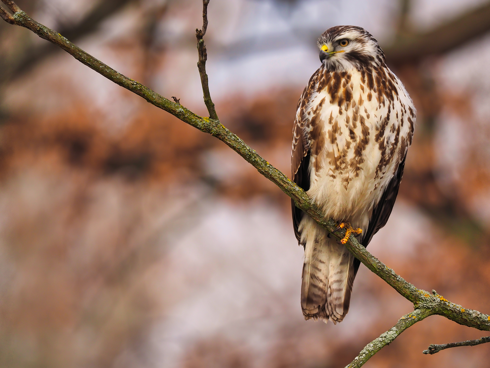 Mäusebussard04 (Buteo buteo)