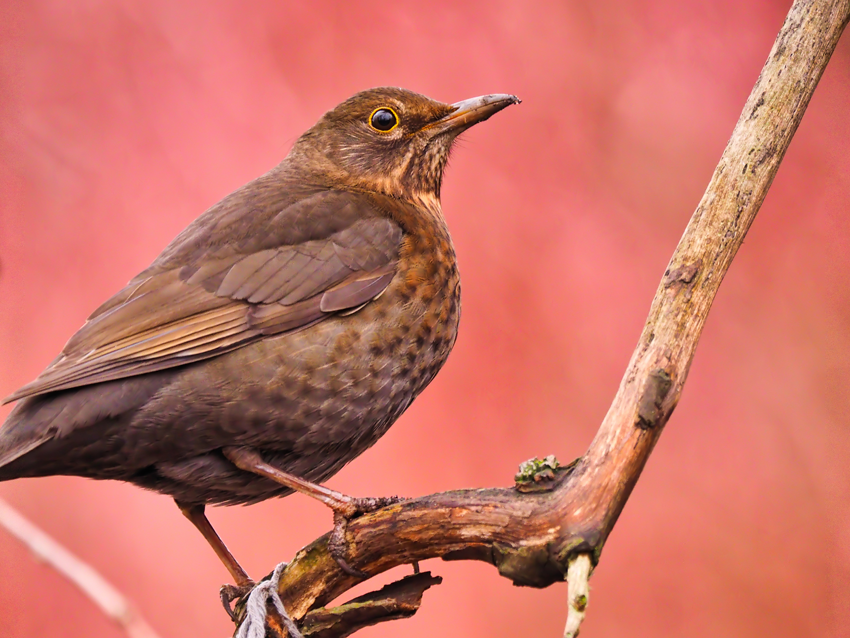 Amsel juvenil01 (Turdus merula)