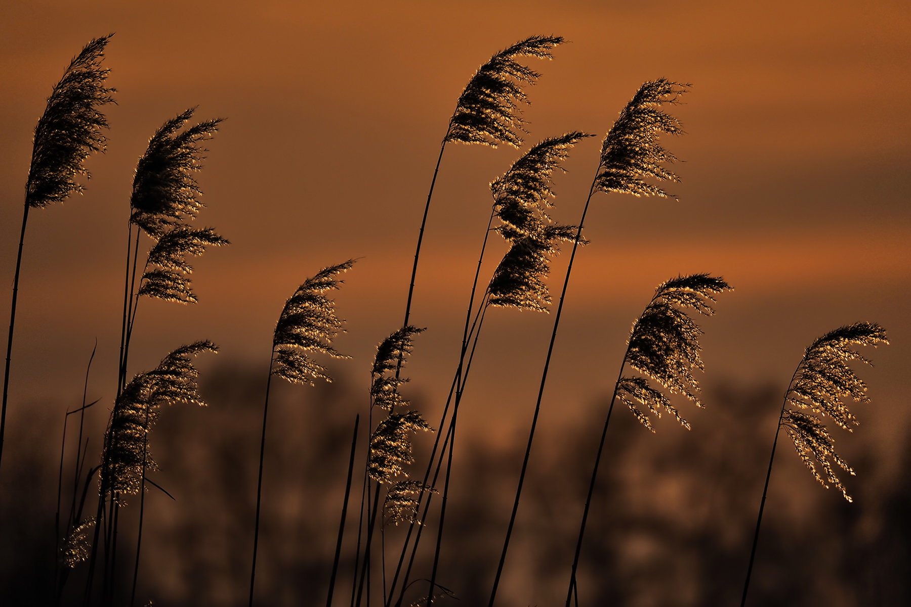 Schilfrohr01 (Phragmites australis)