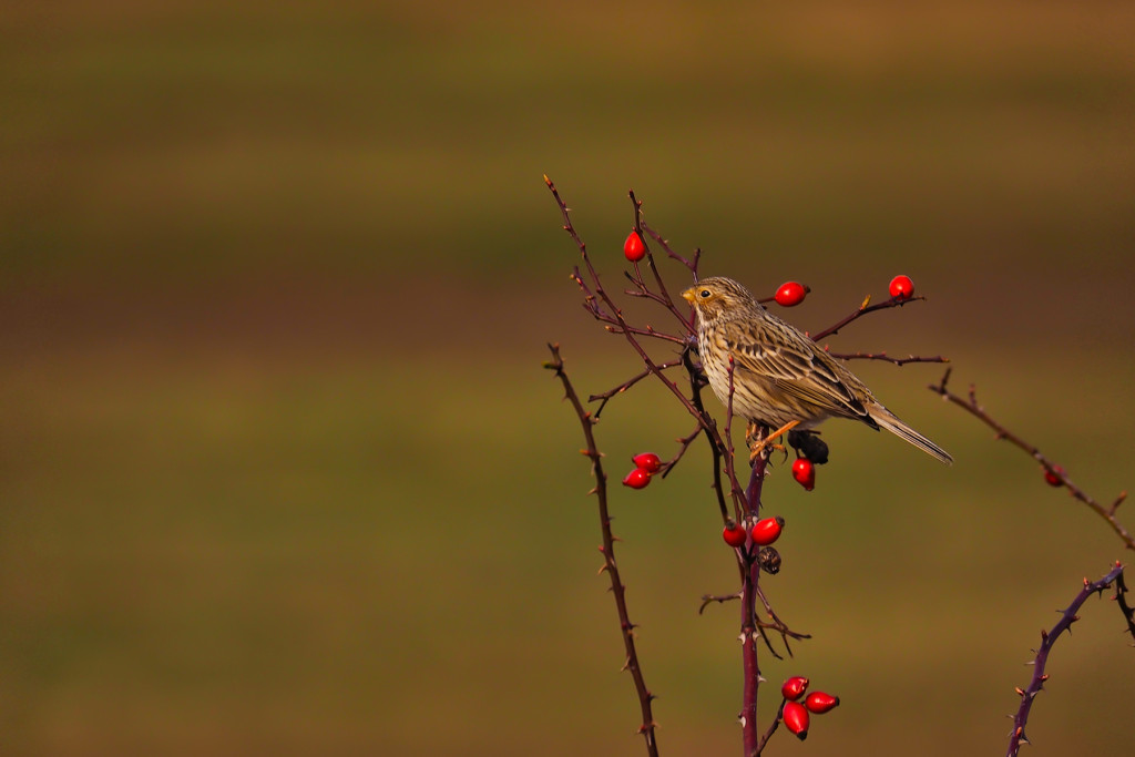 Grauammer02 (Emberiza calandra)