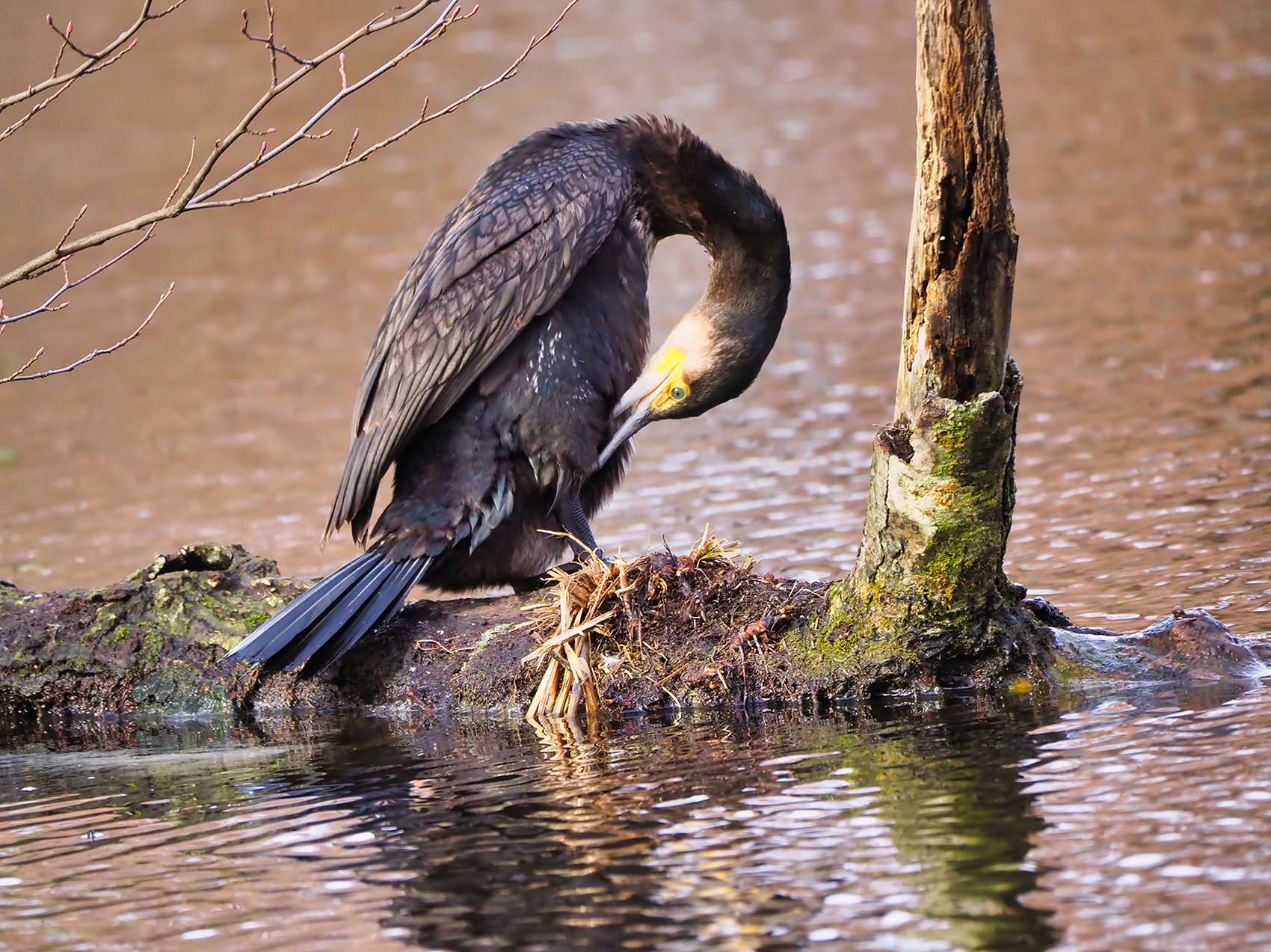 Kormoran05 (Phalacrocorax carbo)