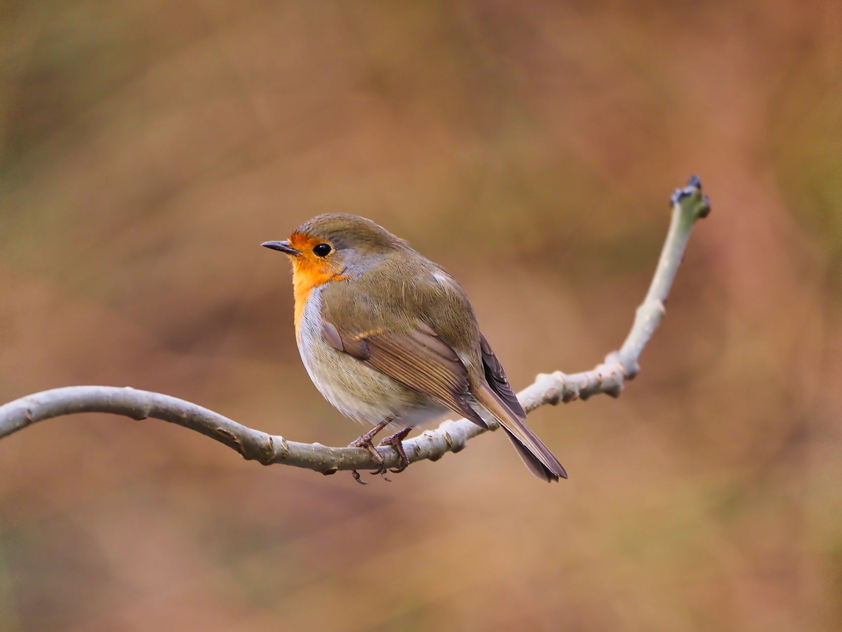 Rotkehlchen02 (Erithacus rubecula)