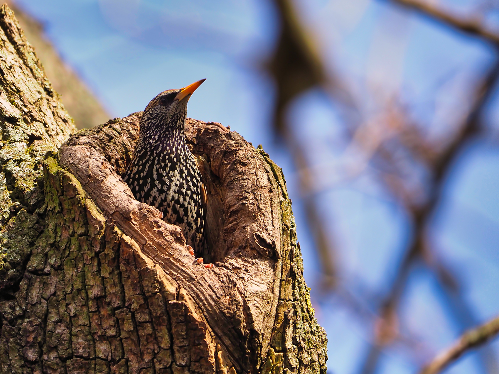 Star03 (Sturnus vulgaris)