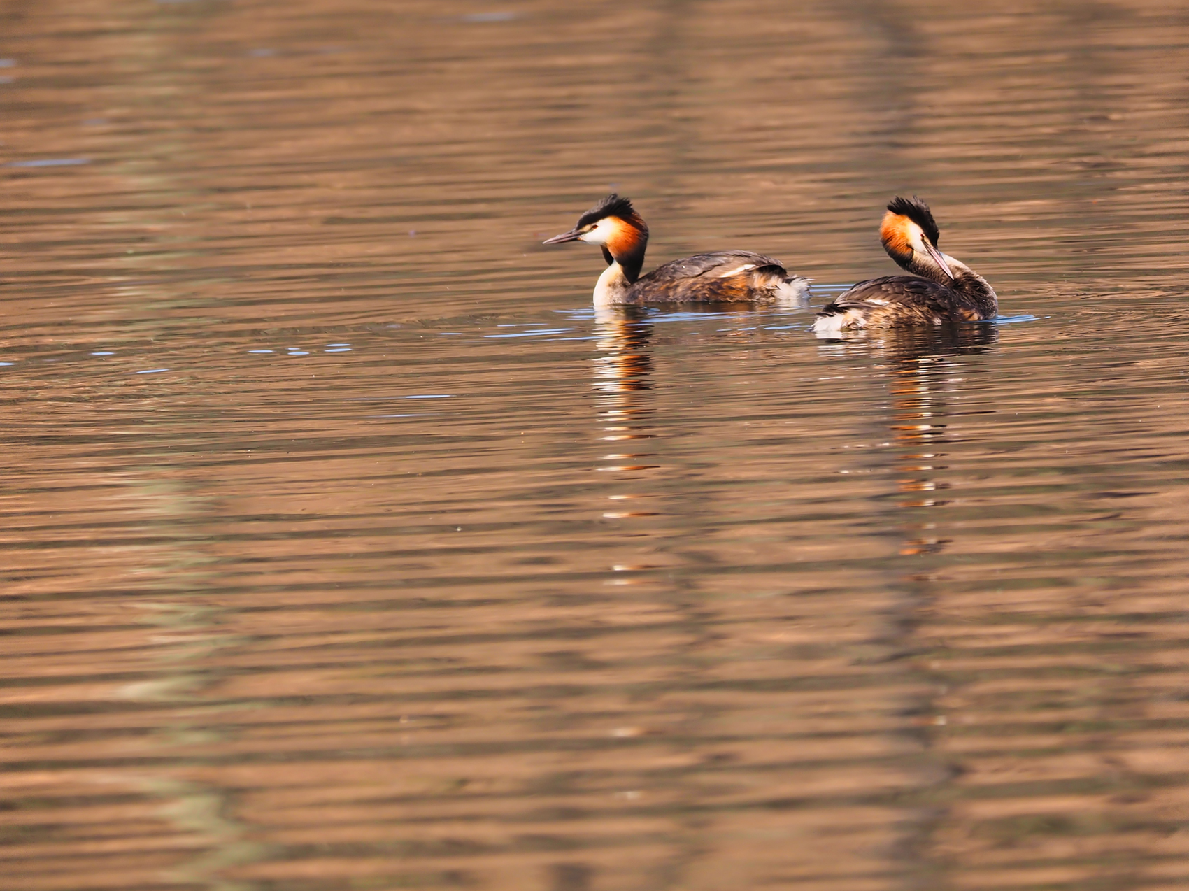 Haubentaucherpaar02 (Podiceps cristatus)