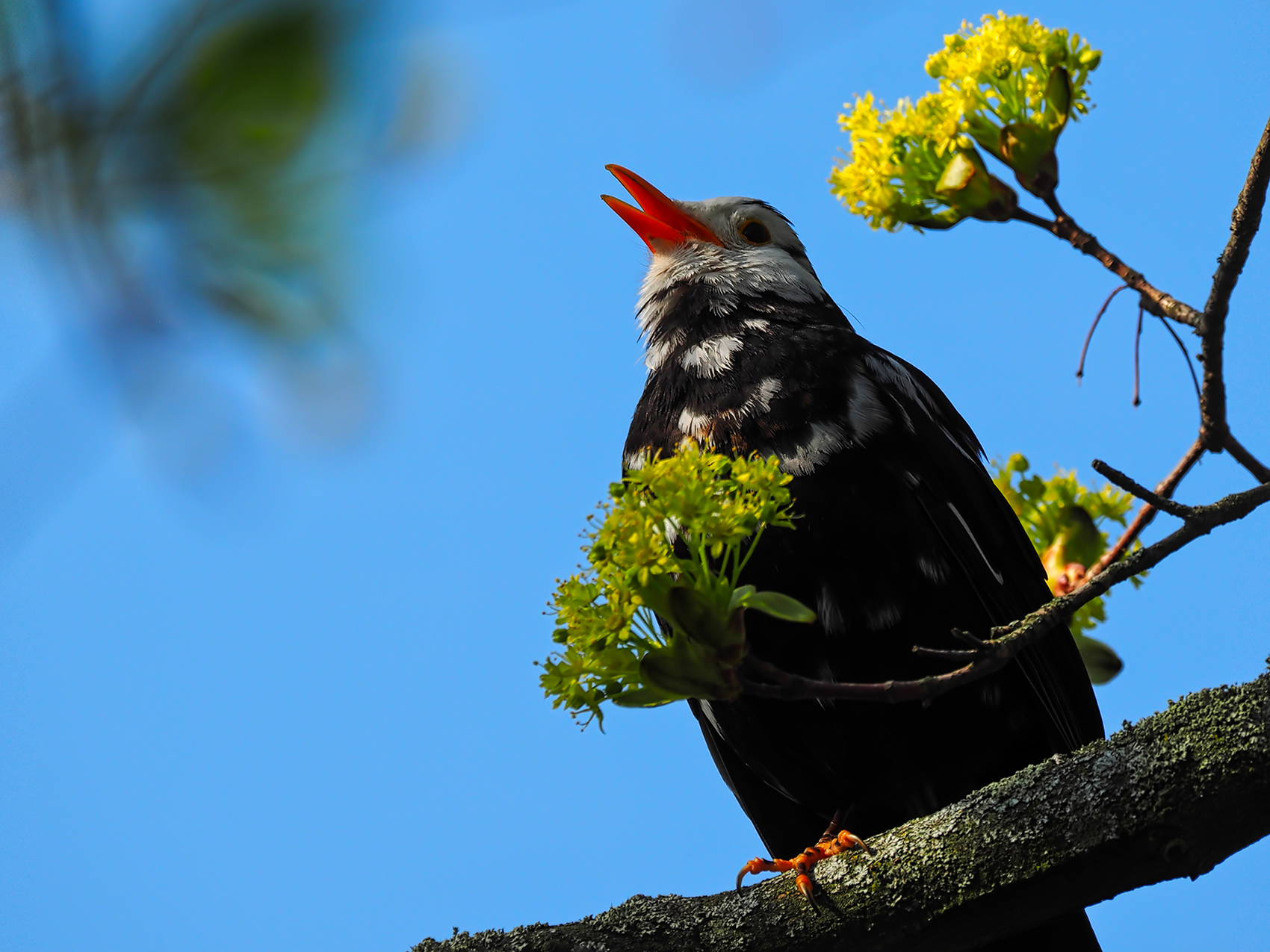 Amsel leuzist. (Turdus merula)