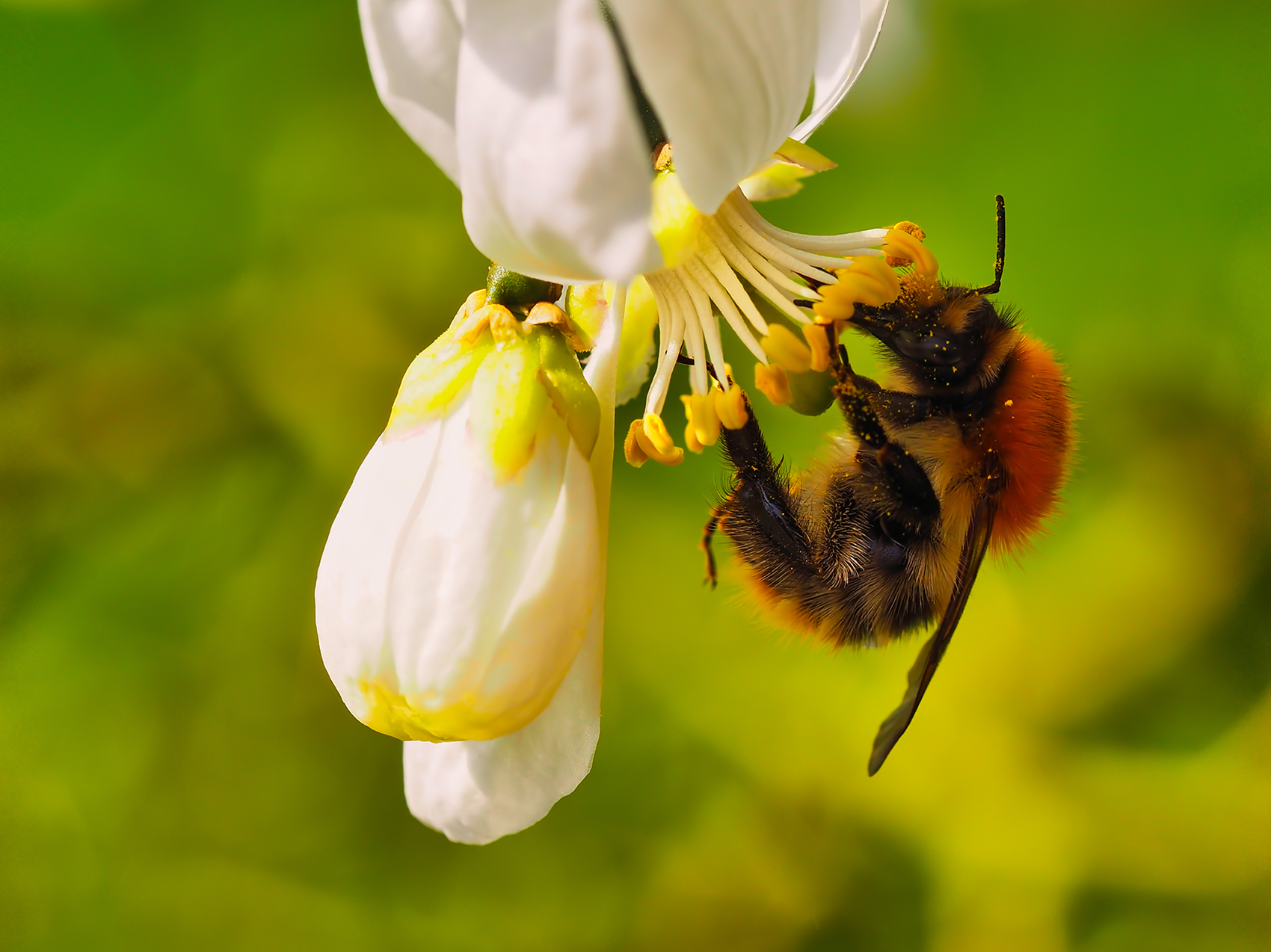 Ackerhummel (Bombus pascuorum)