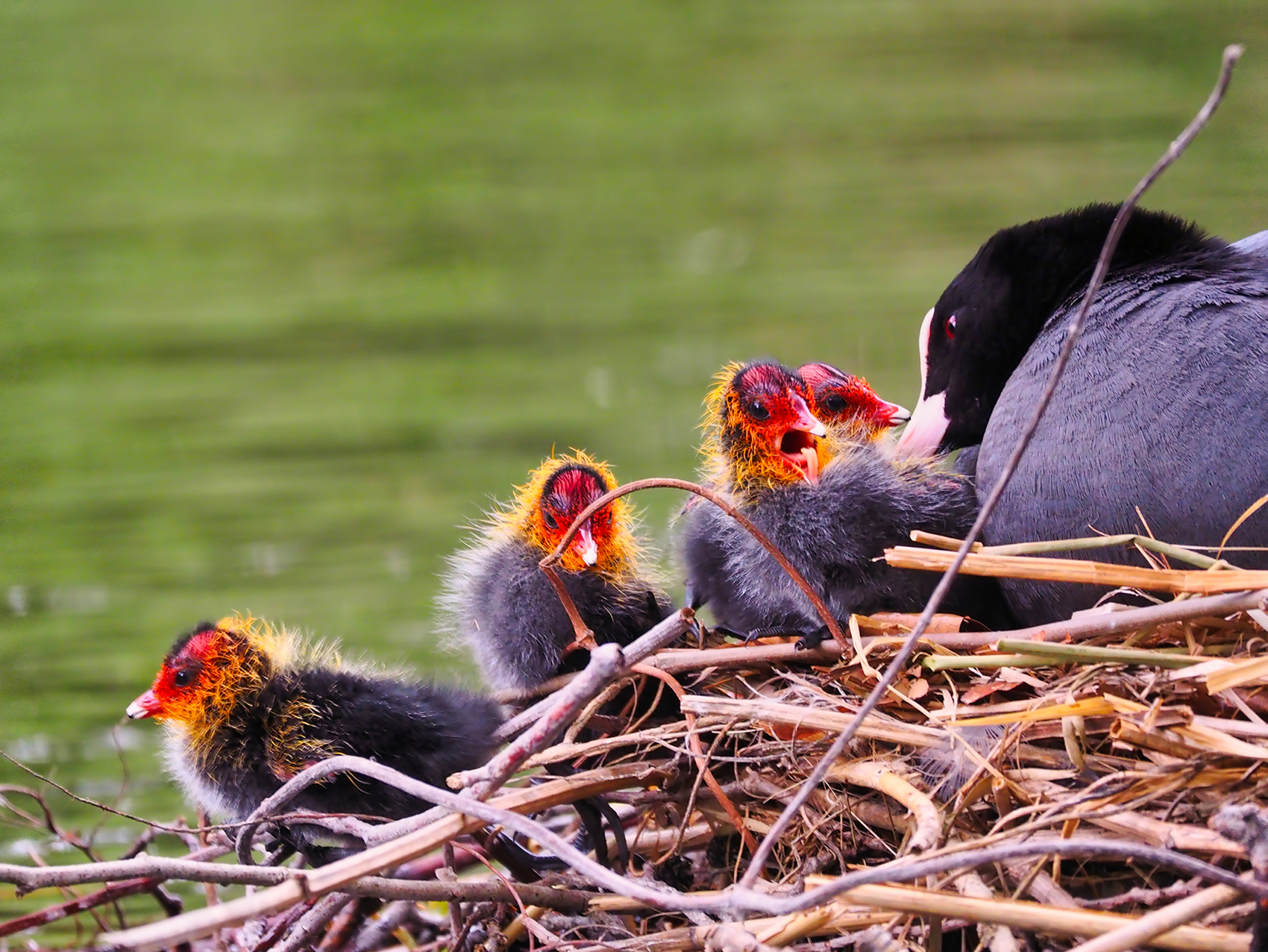 Blässhuhn juvenil01 (Fulica atra)