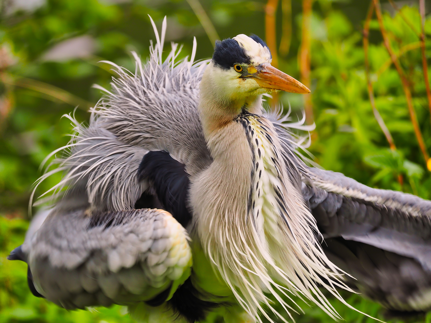 Graureiher10 (Ardea cinerea)