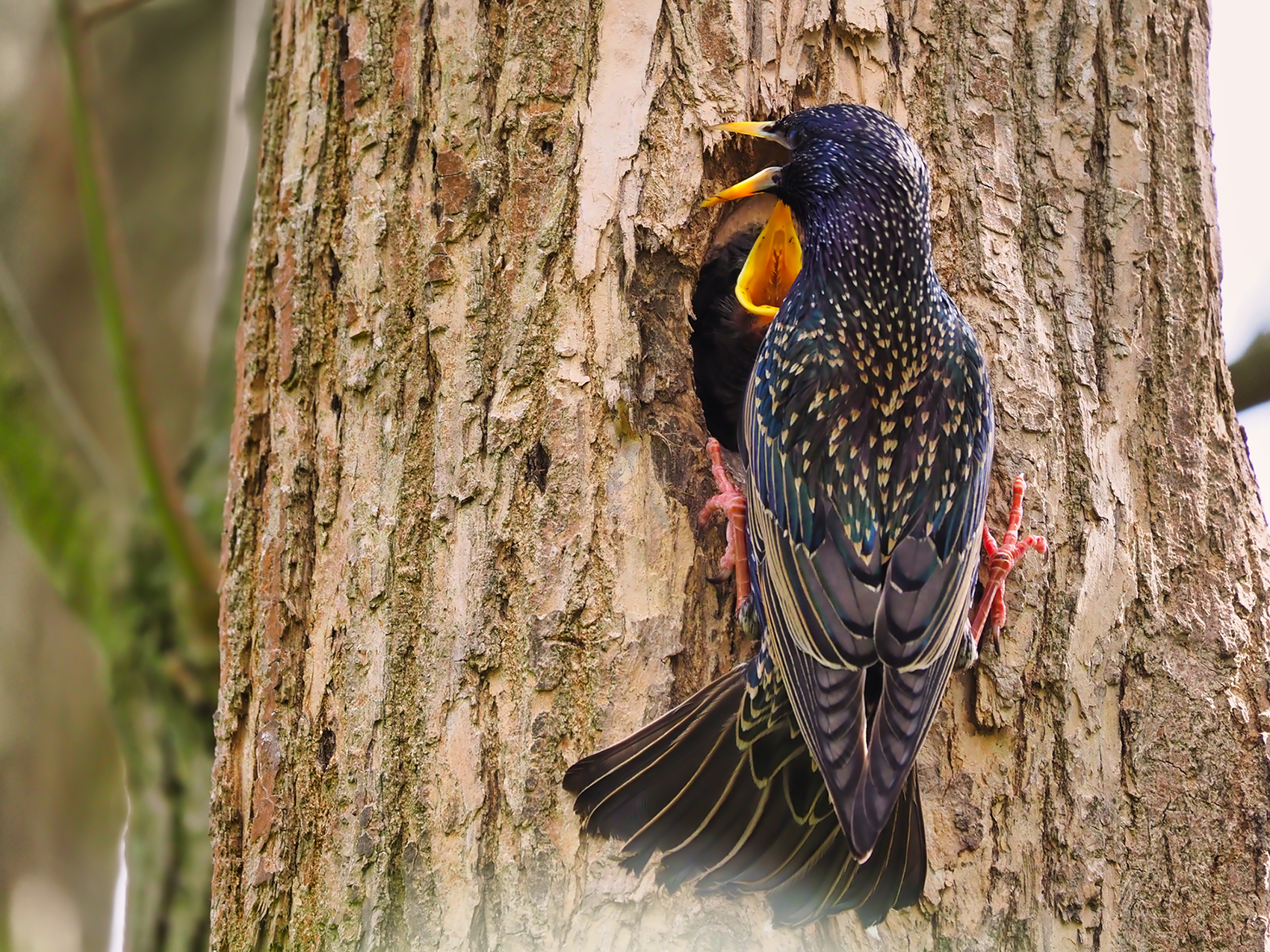 Stare04, Familienszene (Sturnus vulgaris)