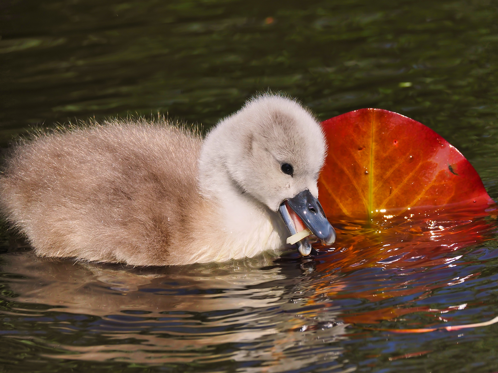 Höckerschwan juvenil01 (Cygnus olor)