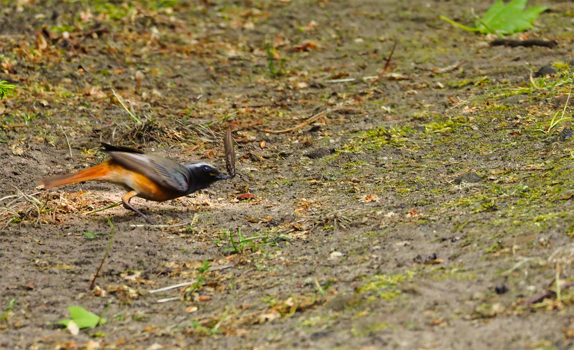 Gartenrotschwanz03 (Phoenicurus phoenicurus)