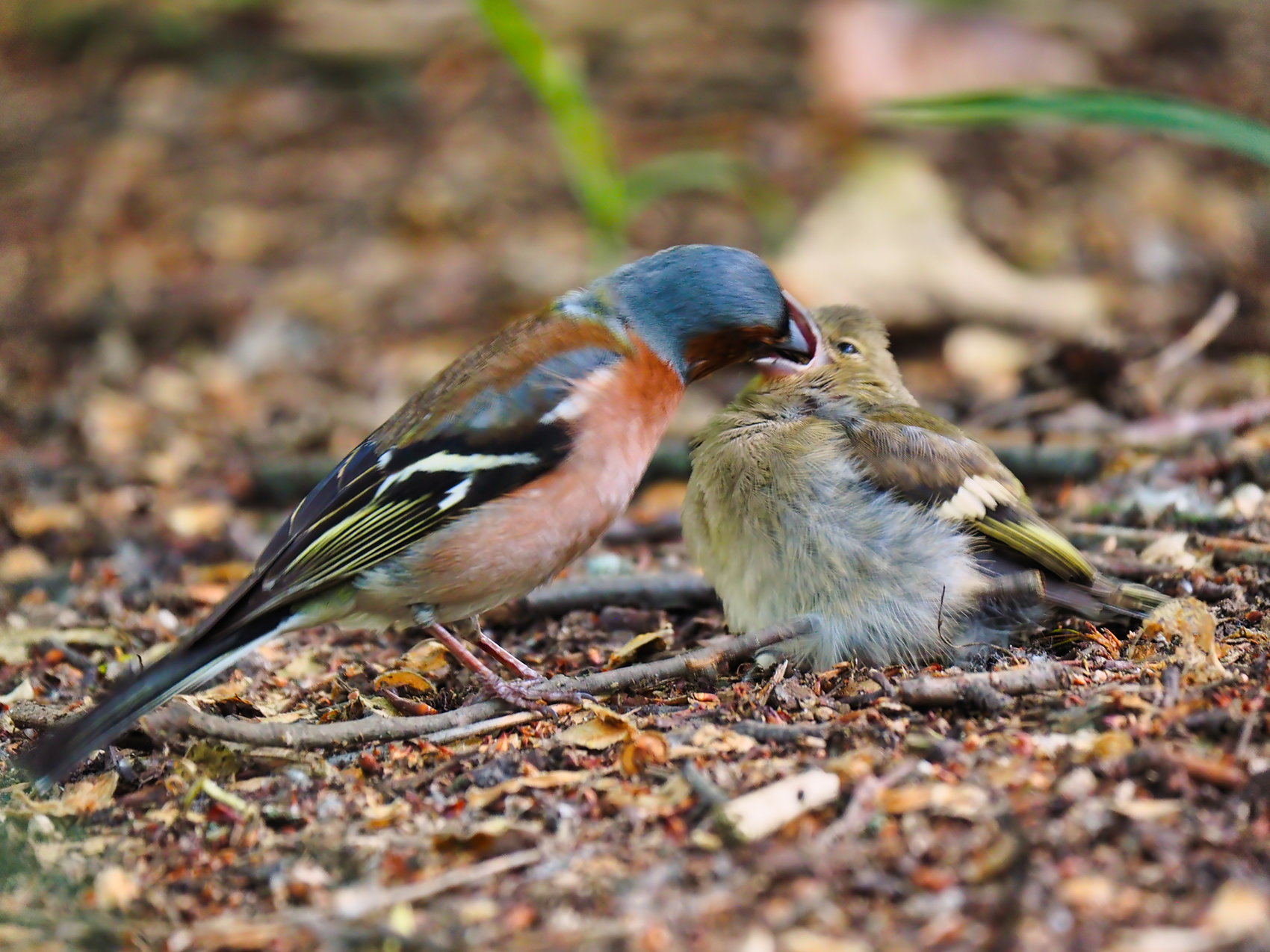 Buchfinkenfütterung (Fringilla coelebs)