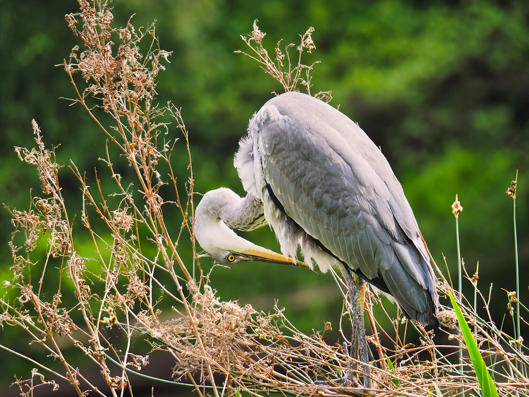 Graureiher13 (Ardea cinerea)