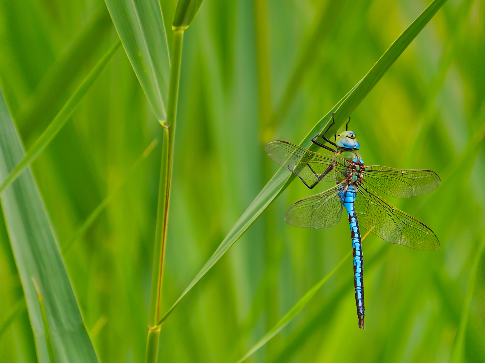 Grosse Königslibelle01 (Anax imperator)